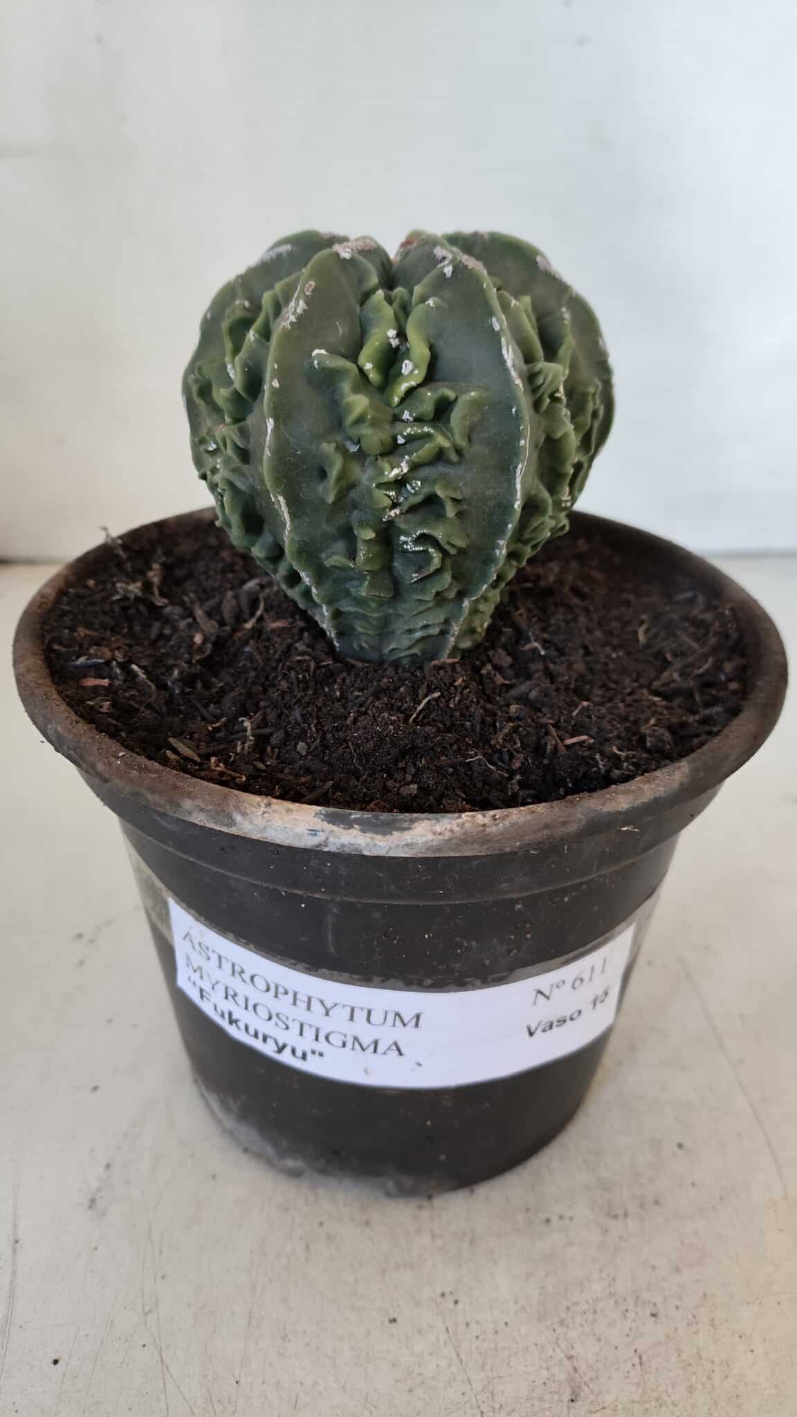 ASTROPHYTUM MYRIOSTIGMA cv FUKURYU Nudum  Nº 611 – vaso 15