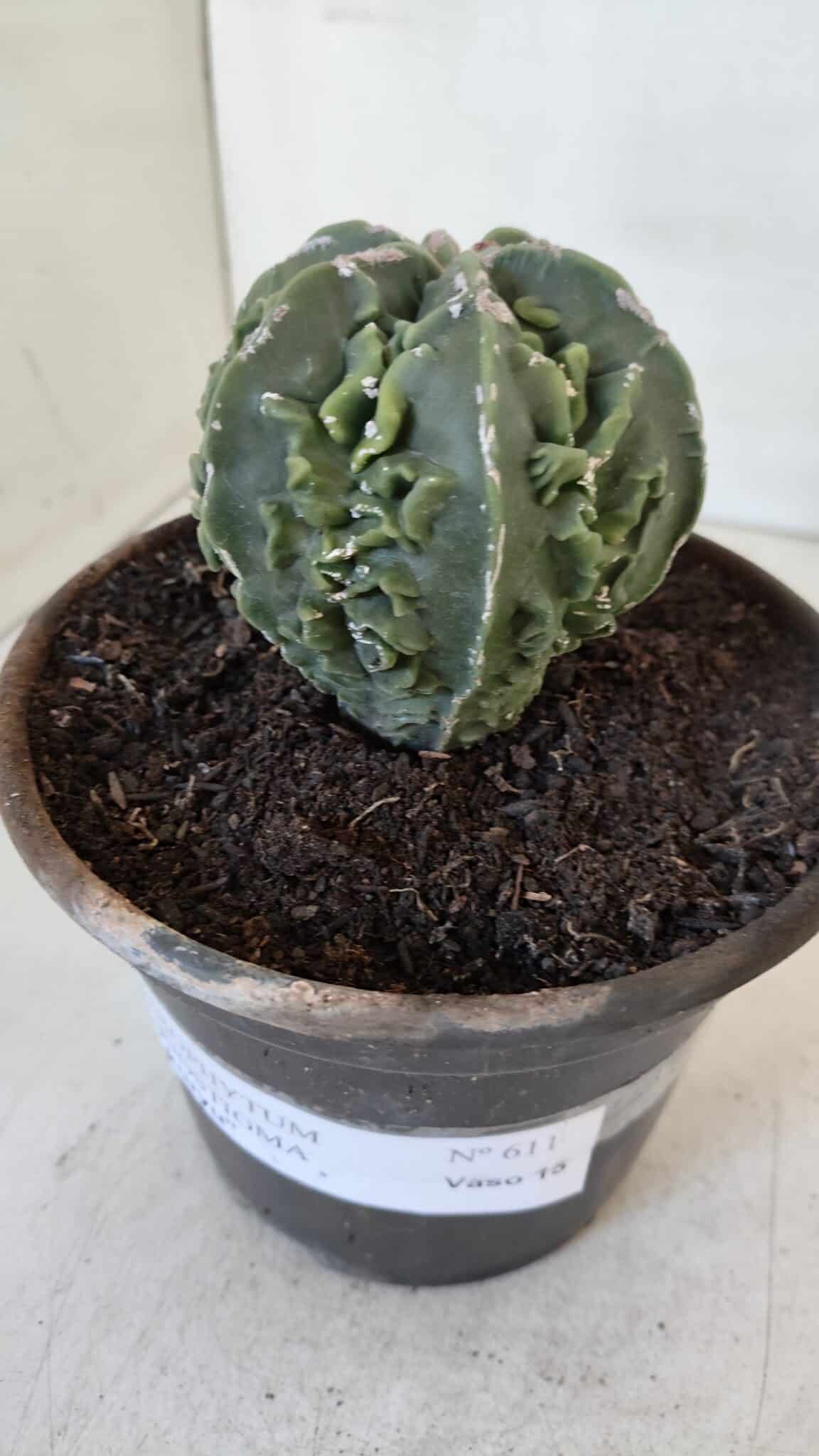 ASTROPHYTUM MYRIOSTIGMA cv FUKURYU Nudum  Nº 611 – vaso 15