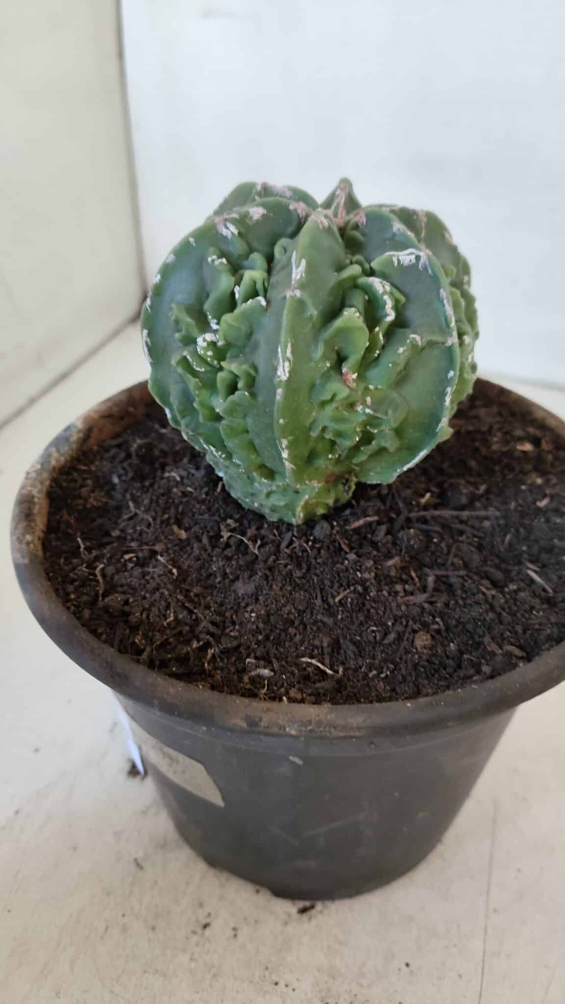 ASTROPHYTUM MYRIOSTIGMA cv FUKURYU Nudum  Nº 611 – vaso 15