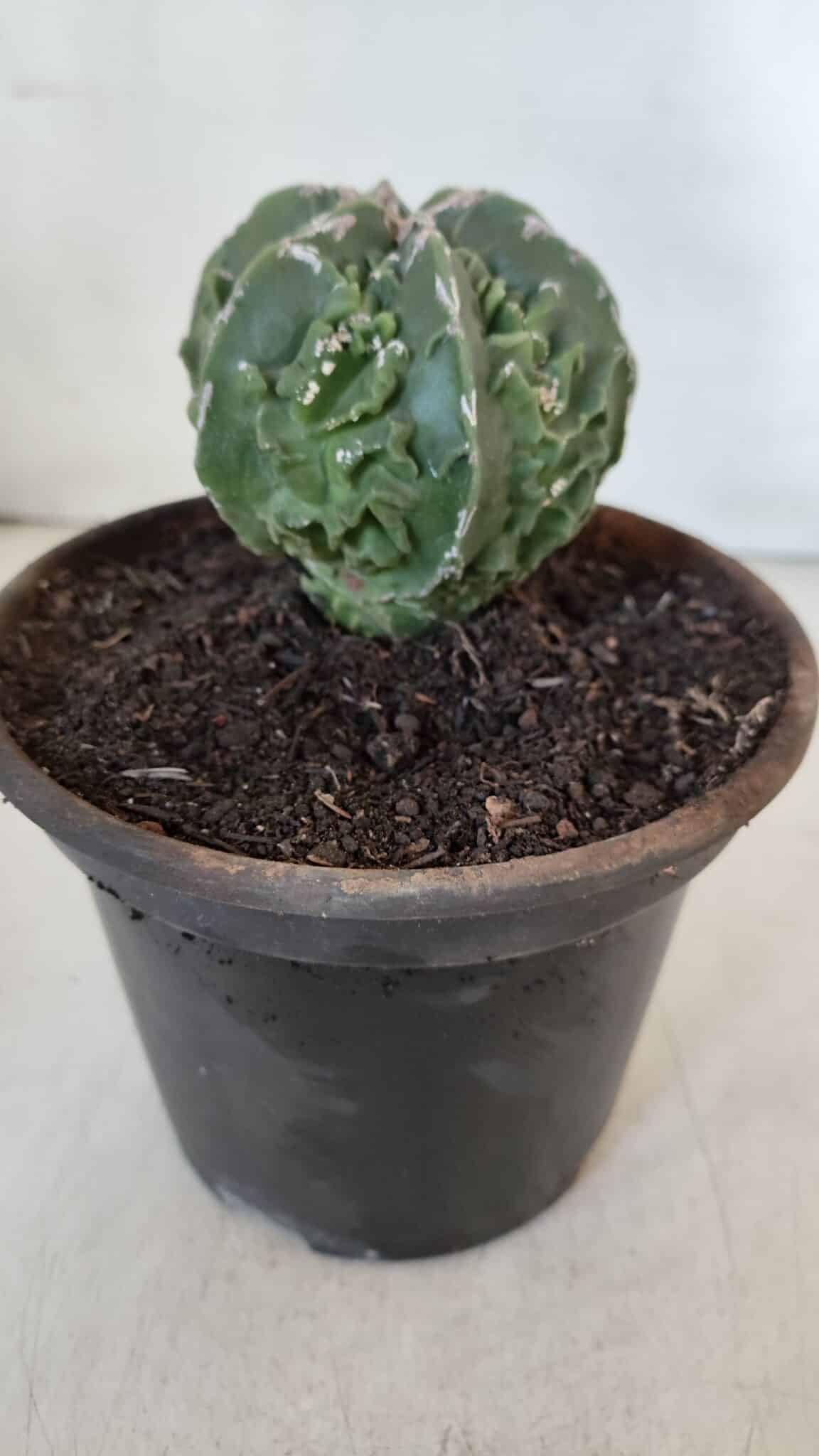 ASTROPHYTUM MYRIOSTIGMA cv FUKURYU Nudum  Nº 611 – vaso 15