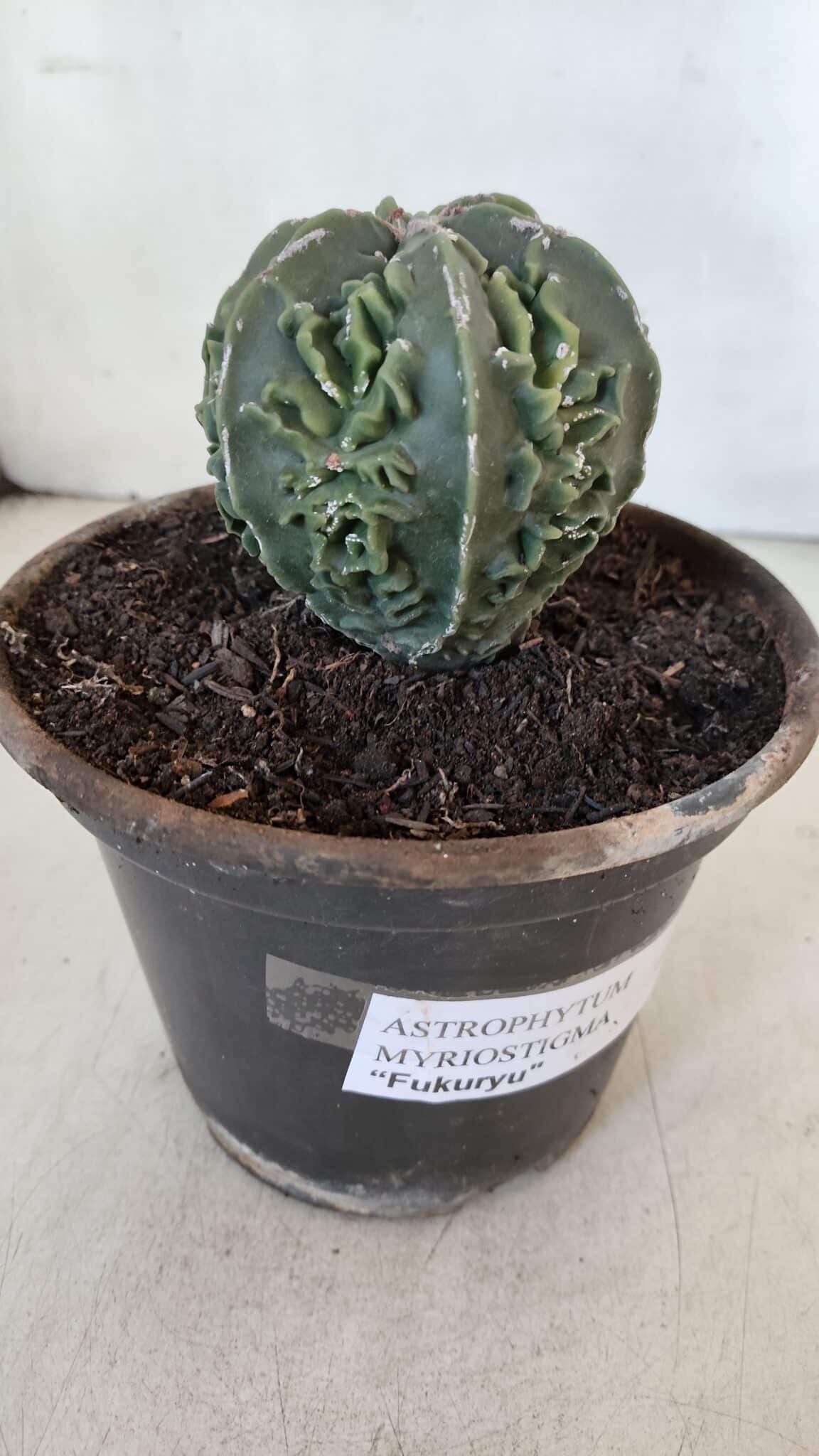 ASTROPHYTUM MYRIOSTIGMA cv FUKURYU Nudum  Nº 611 – vaso 15