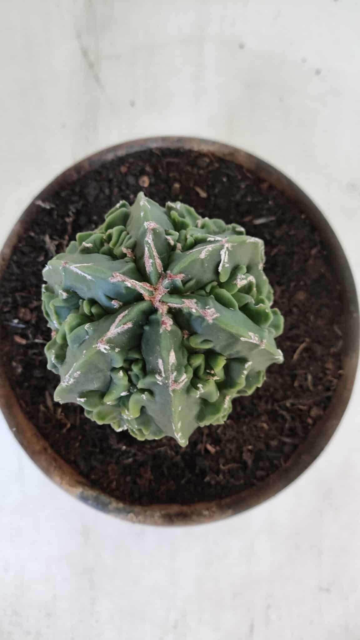 ASTROPHYTUM MYRIOSTIGMA cv FUKURYU Nudum  Nº 611 – vaso 15