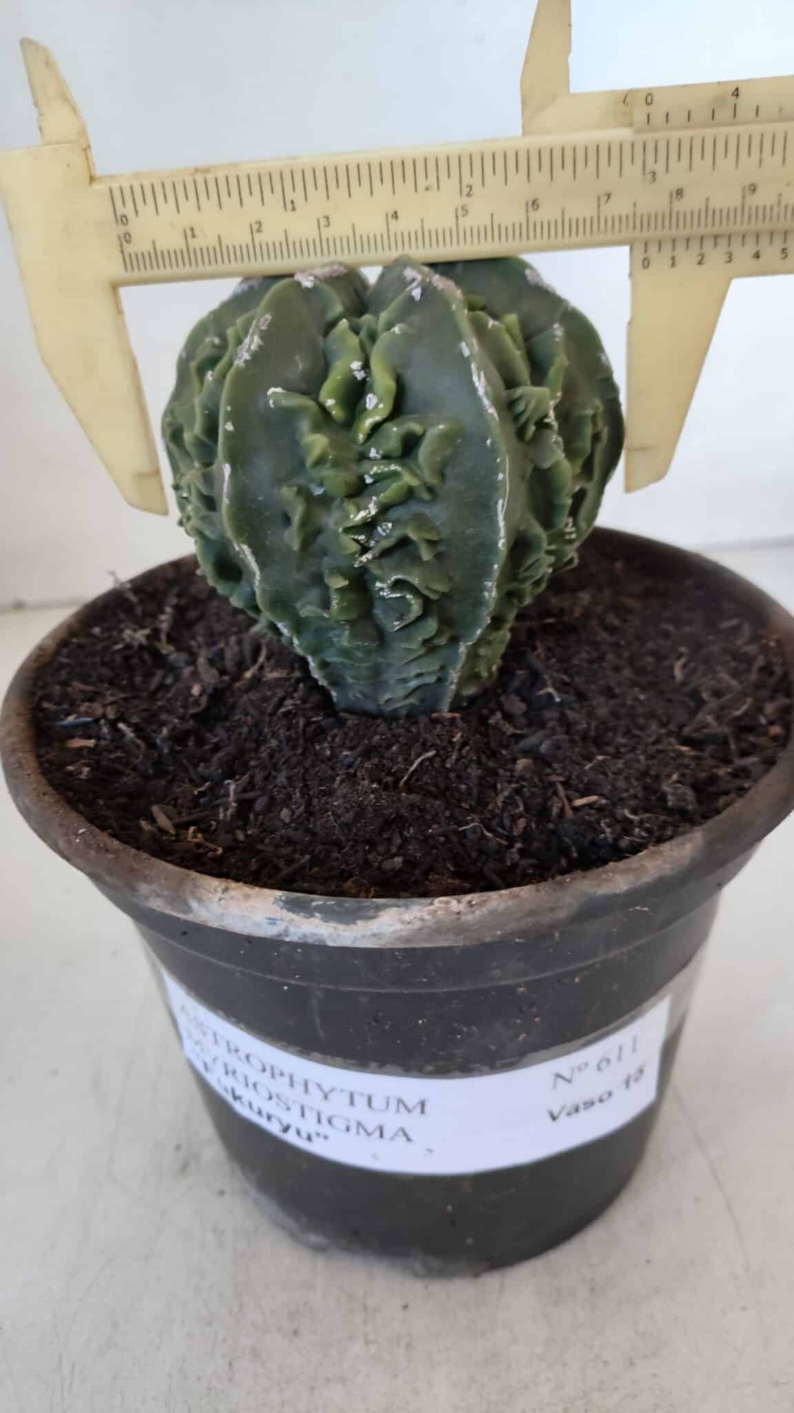 ASTROPHYTUM MYRIOSTIGMA cv FUKURYU Nudum  Nº 611 – vaso 15