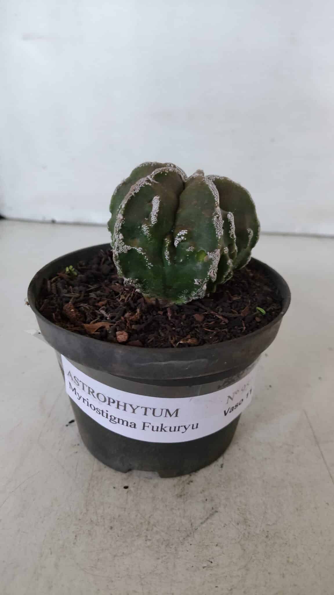 ASTROPHYTUM MYRIOSTIGMA cv FUKURYU  Nº 957 – vaso 11