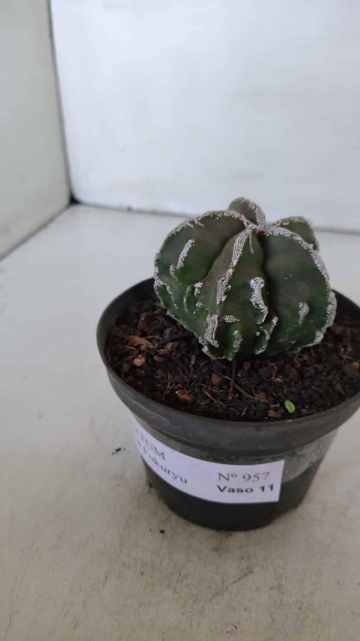 ASTROPHYTUM MYRIOSTIGMA cv FUKURYU  Nº 957 – vaso 11