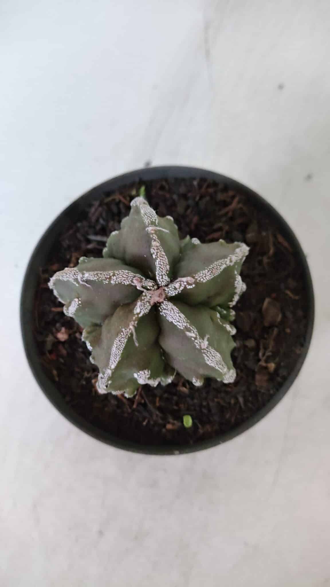 ASTROPHYTUM MYRIOSTIGMA cv FUKURYU  Nº 957 – vaso 11