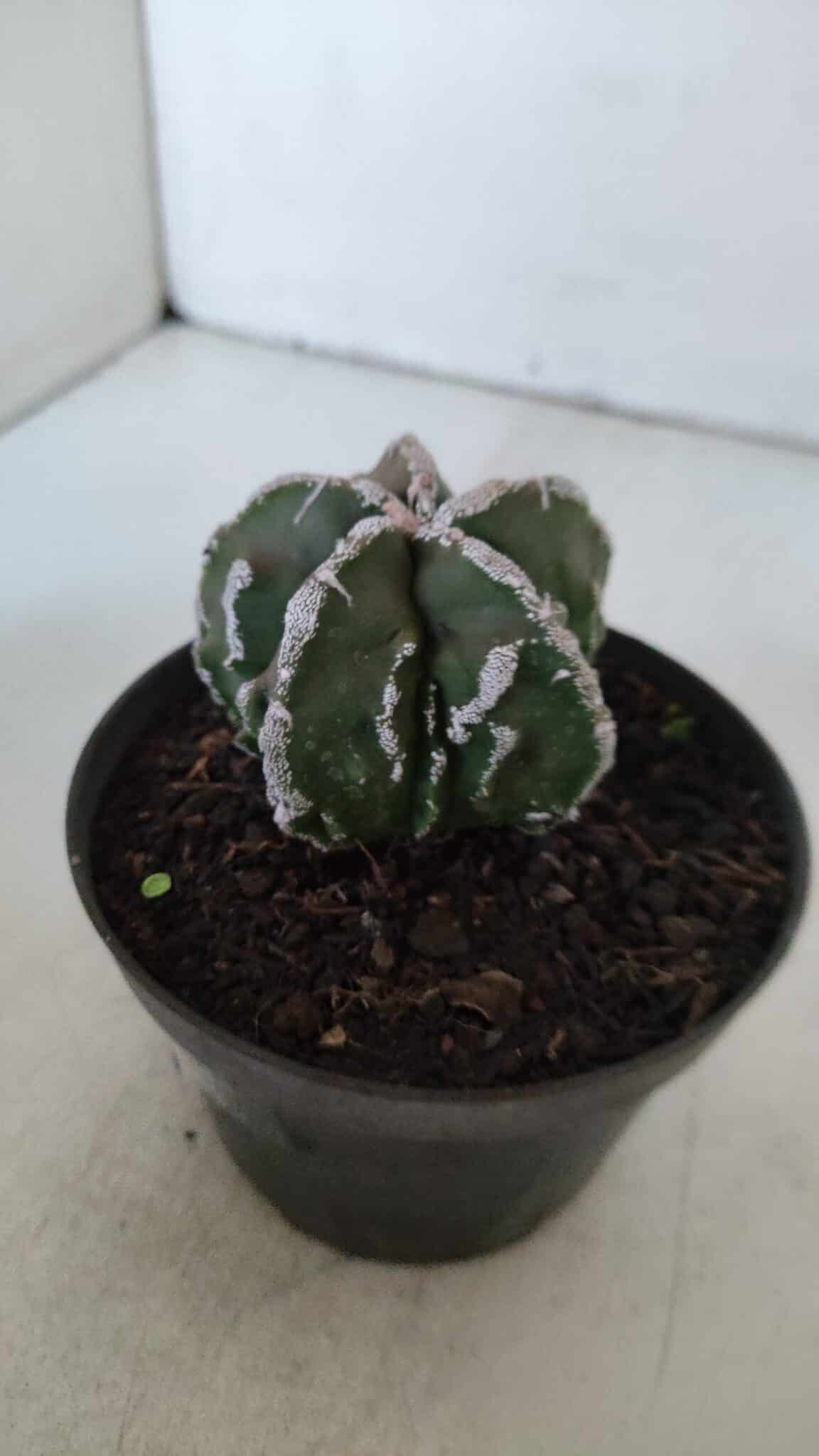 ASTROPHYTUM MYRIOSTIGMA cv FUKURYU  Nº 957 – vaso 11
