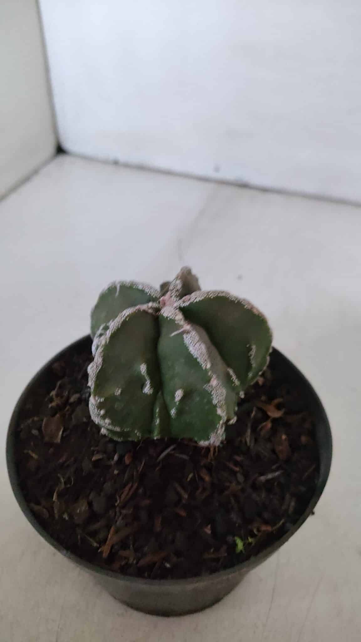 ASTROPHYTUM MYRIOSTIGMA cv FUKURYU  Nº 957 – vaso 11