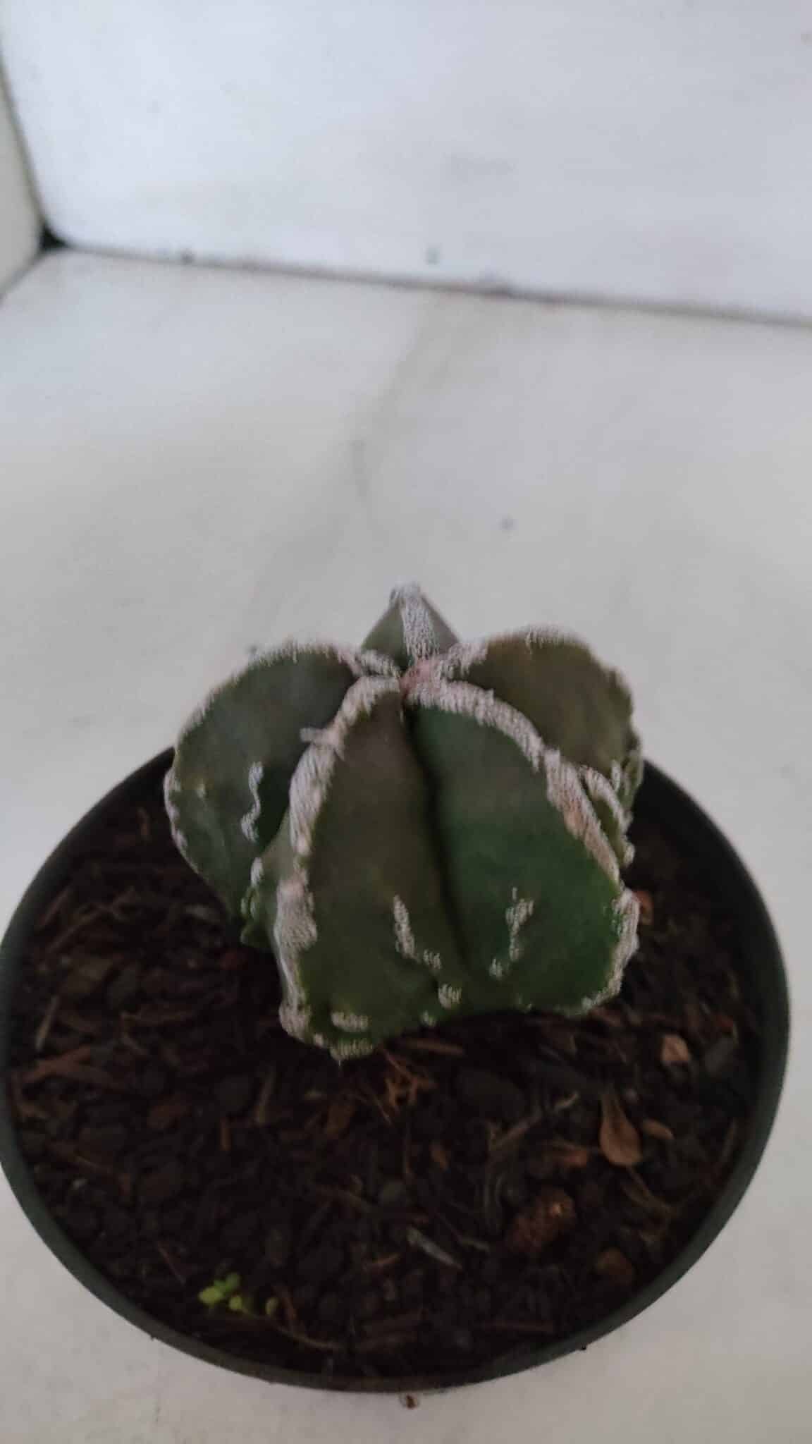 ASTROPHYTUM MYRIOSTIGMA cv FUKURYU  Nº 957 – vaso 11