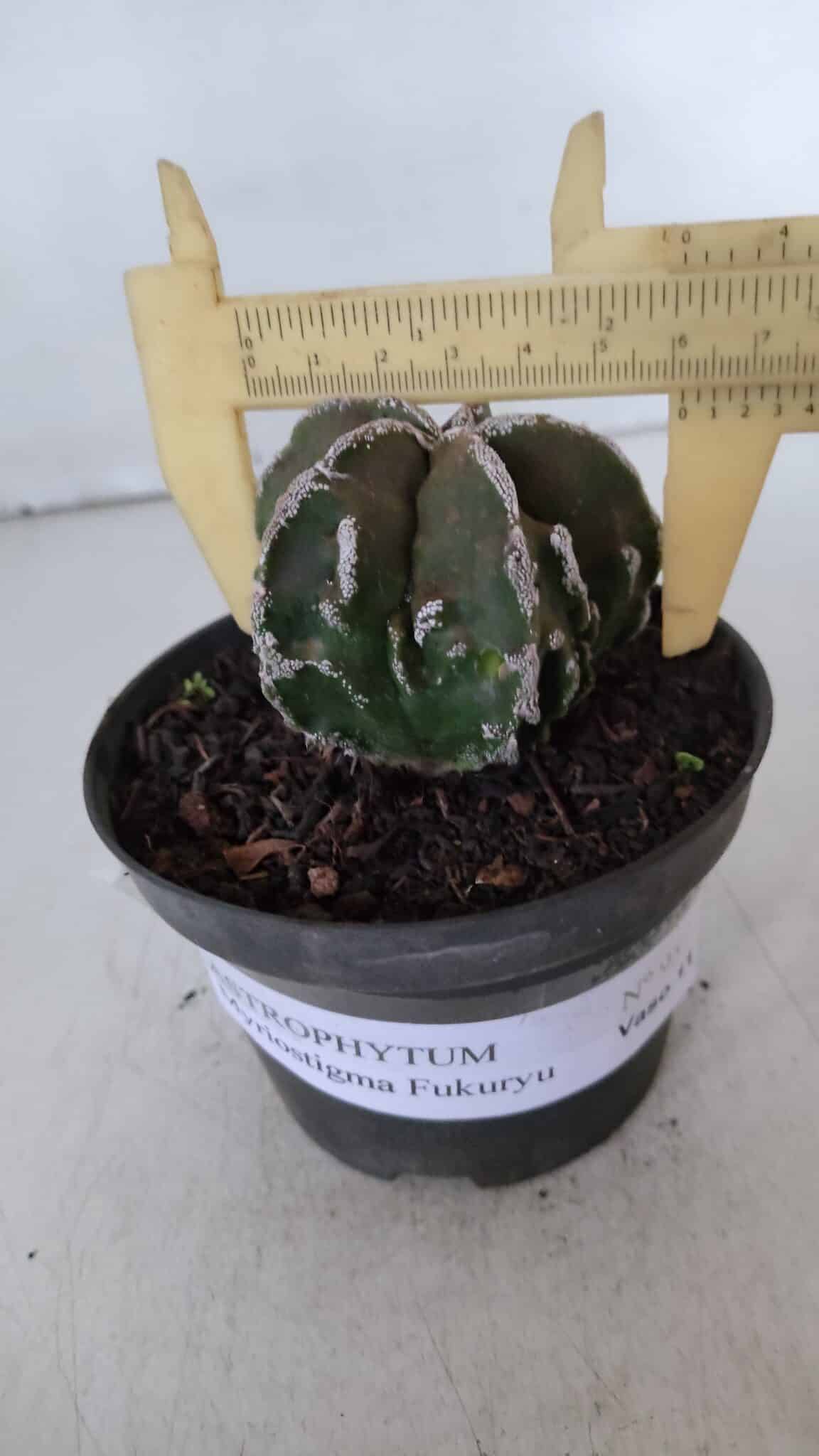ASTROPHYTUM MYRIOSTIGMA cv FUKURYU  Nº 957 – vaso 11