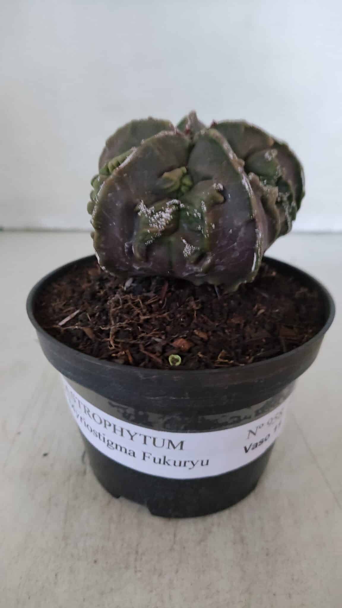 ASTROPHYTUM MYRIOSTIGMA cv FUKURYU  Nº 958 – vaso 11