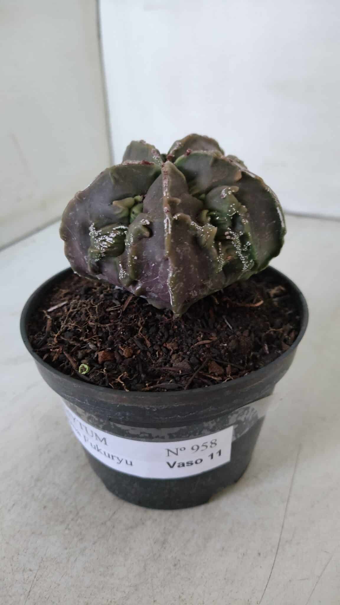 ASTROPHYTUM MYRIOSTIGMA cv FUKURYU  Nº 958 – vaso 11