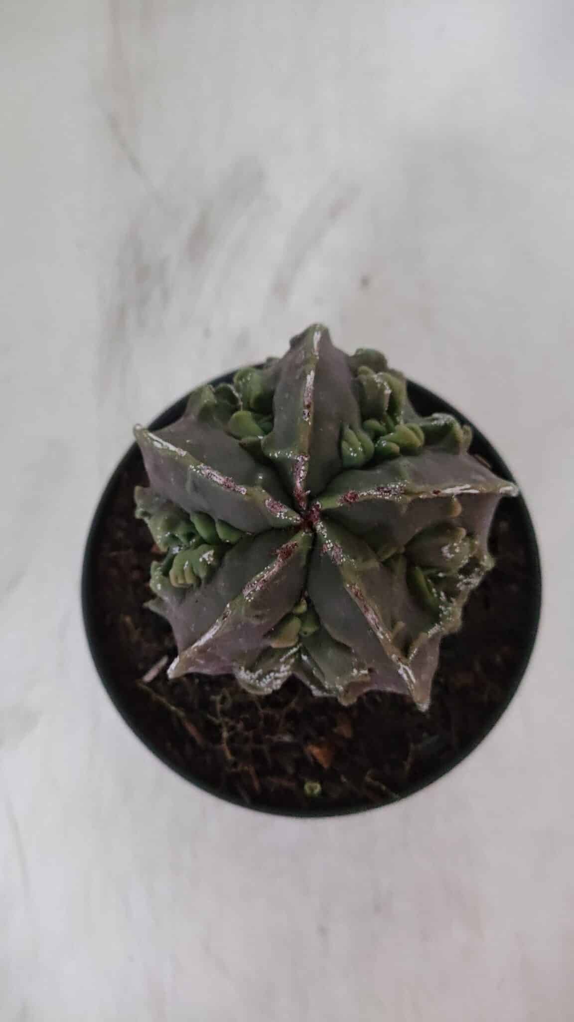 ASTROPHYTUM MYRIOSTIGMA cv FUKURYU  Nº 958 – vaso 11
