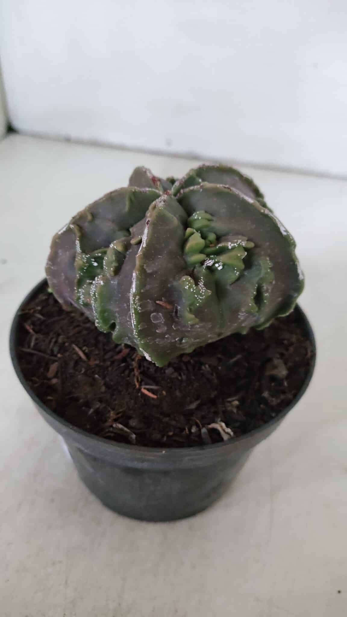 ASTROPHYTUM MYRIOSTIGMA cv FUKURYU  Nº 958 – vaso 11