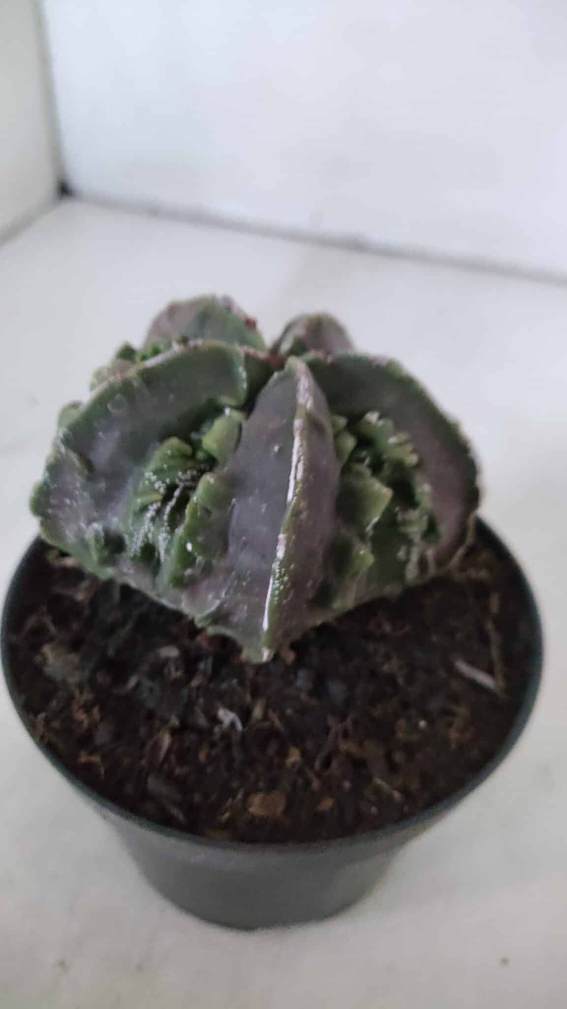 ASTROPHYTUM MYRIOSTIGMA cv FUKURYU  Nº 958 – vaso 11