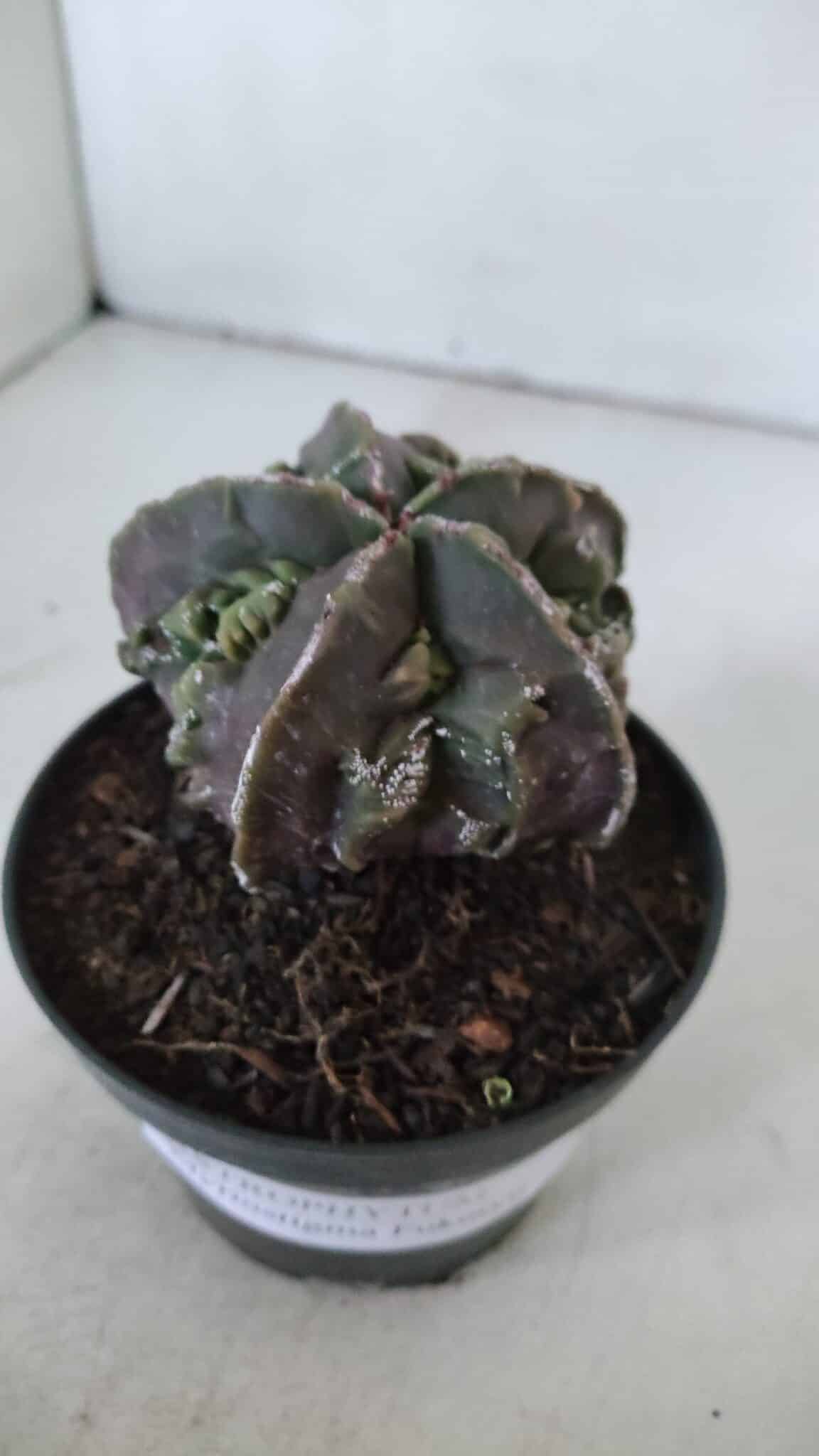 ASTROPHYTUM MYRIOSTIGMA cv FUKURYU  Nº 958 – vaso 11