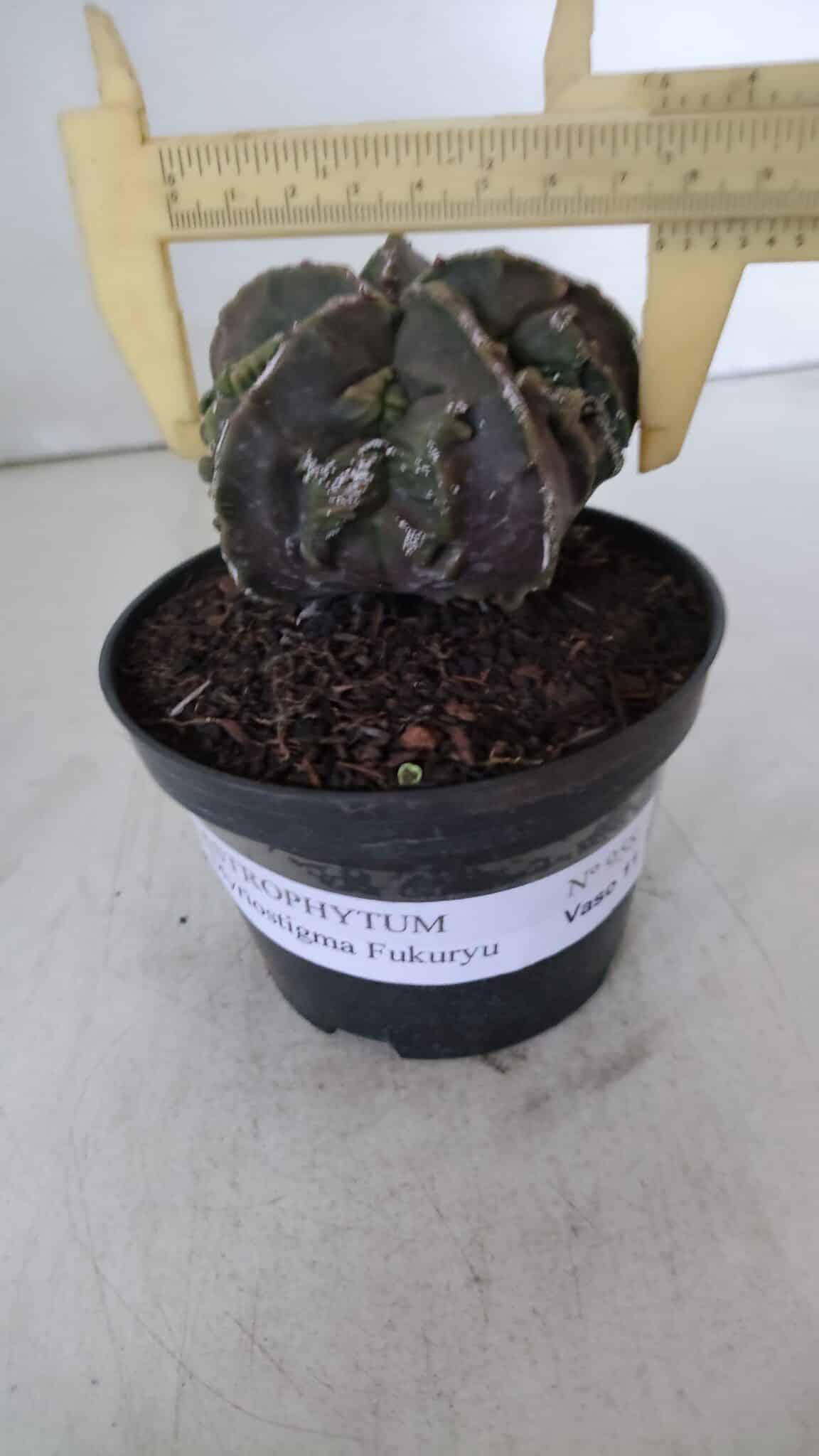 ASTROPHYTUM MYRIOSTIGMA cv FUKURYU  Nº 958 – vaso 11