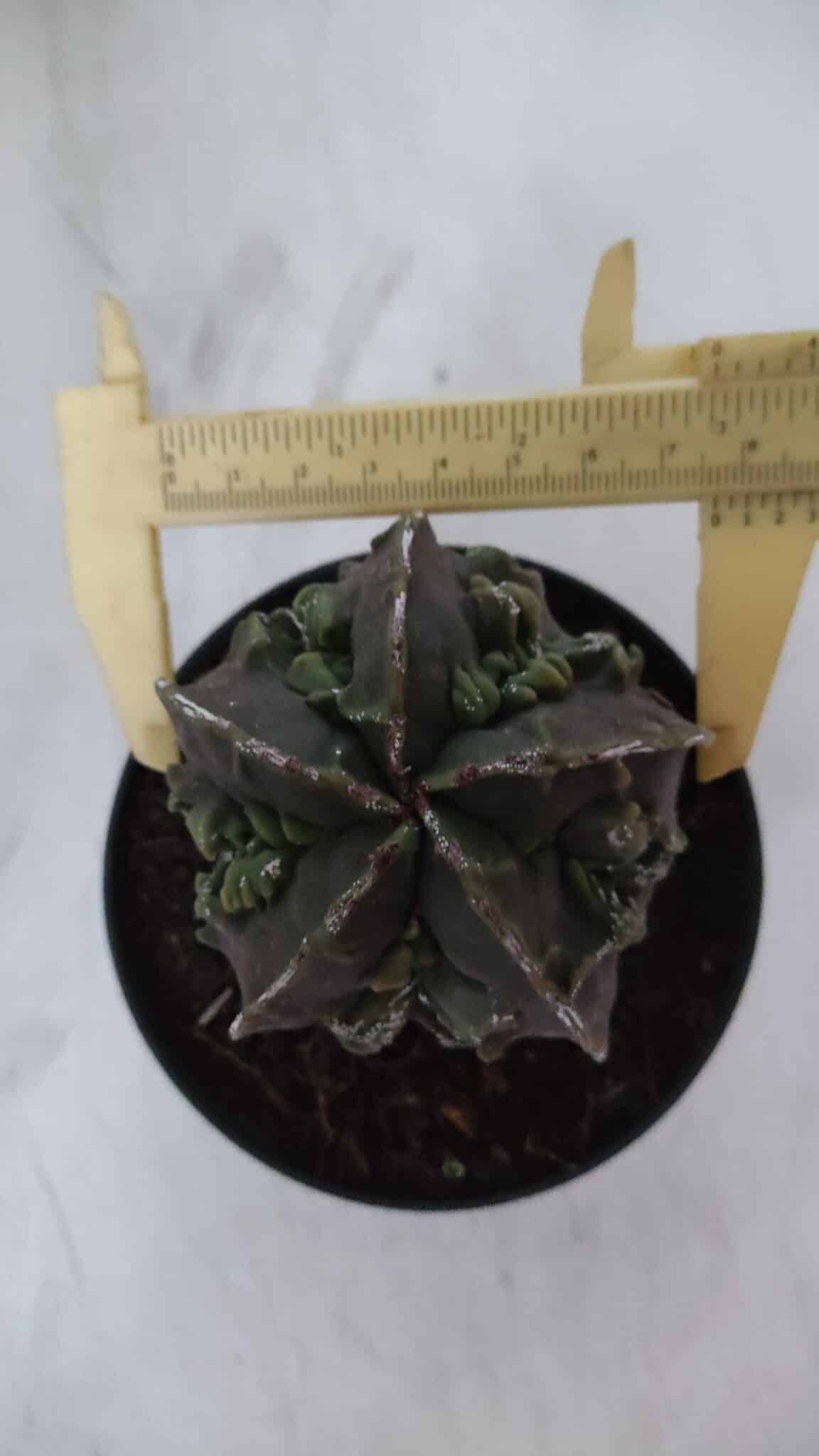 ASTROPHYTUM MYRIOSTIGMA cv FUKURYU  Nº 958 – vaso 11