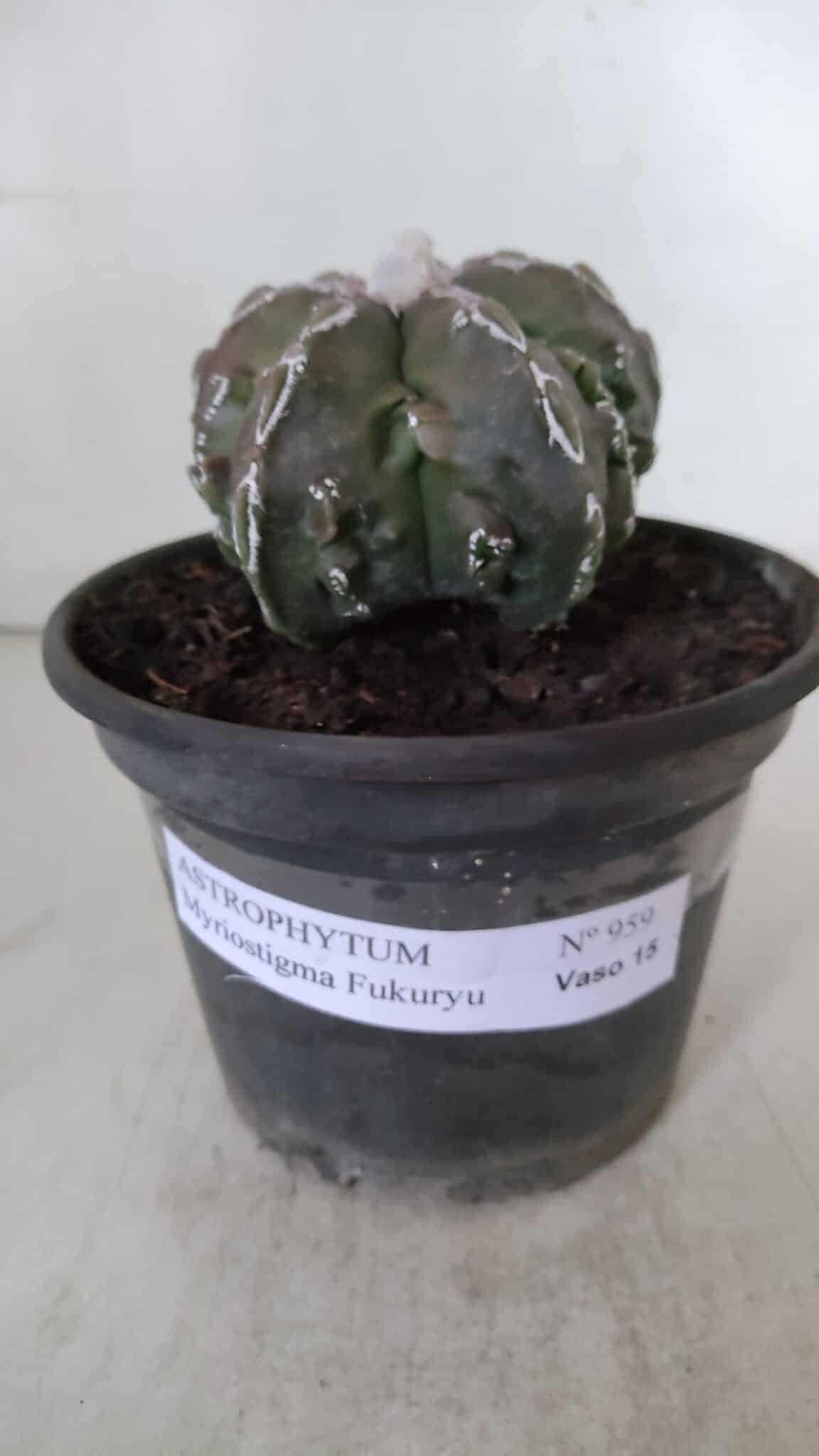 ASTROPHYTUM MYRIOSTIGMA cv FUKURYU  Nº 959 – vaso 15