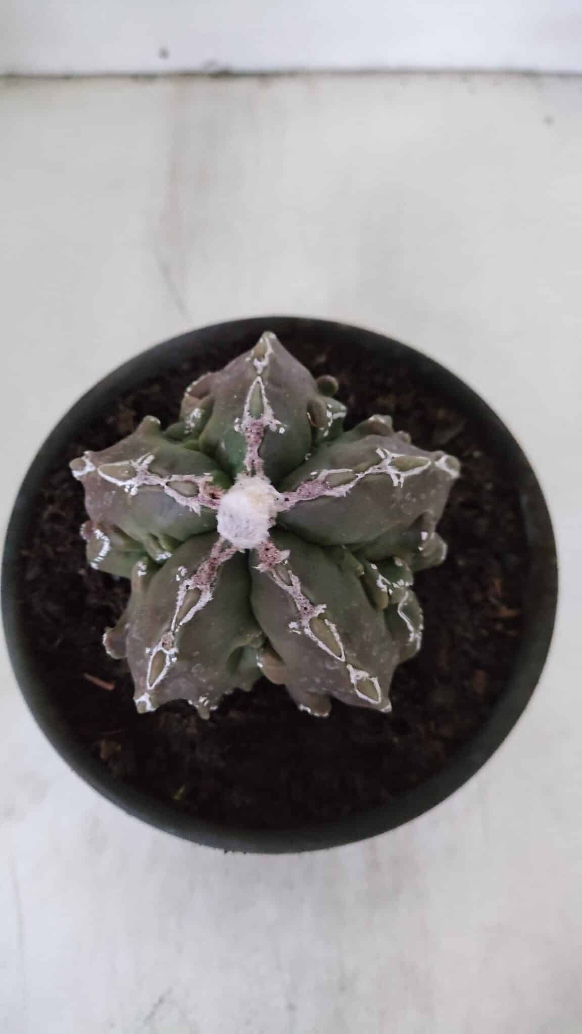 ASTROPHYTUM MYRIOSTIGMA cv FUKURYU  Nº 959 – vaso 15