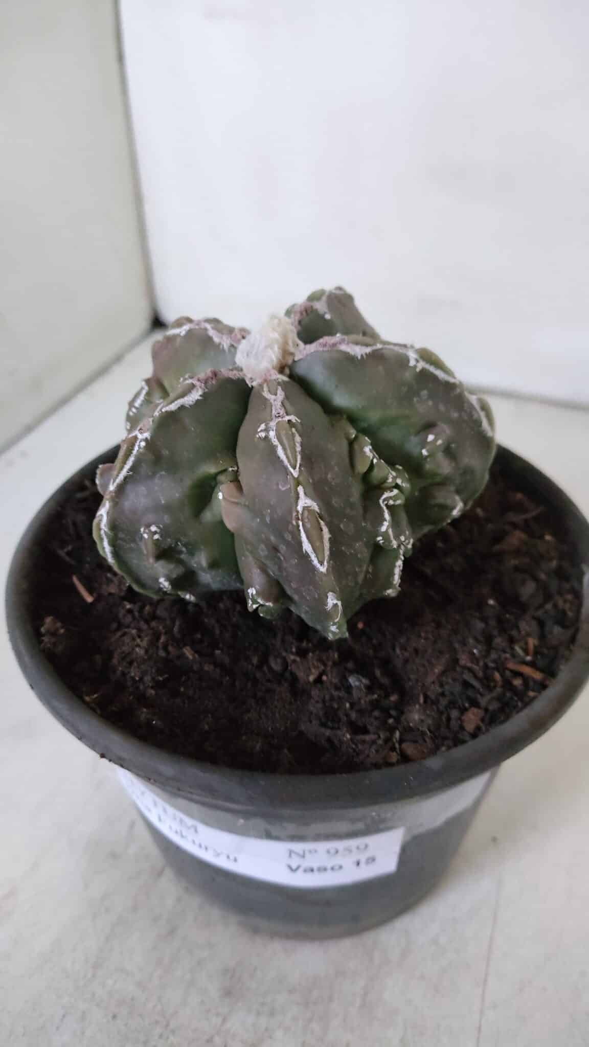 ASTROPHYTUM MYRIOSTIGMA cv FUKURYU  Nº 959 – vaso 15