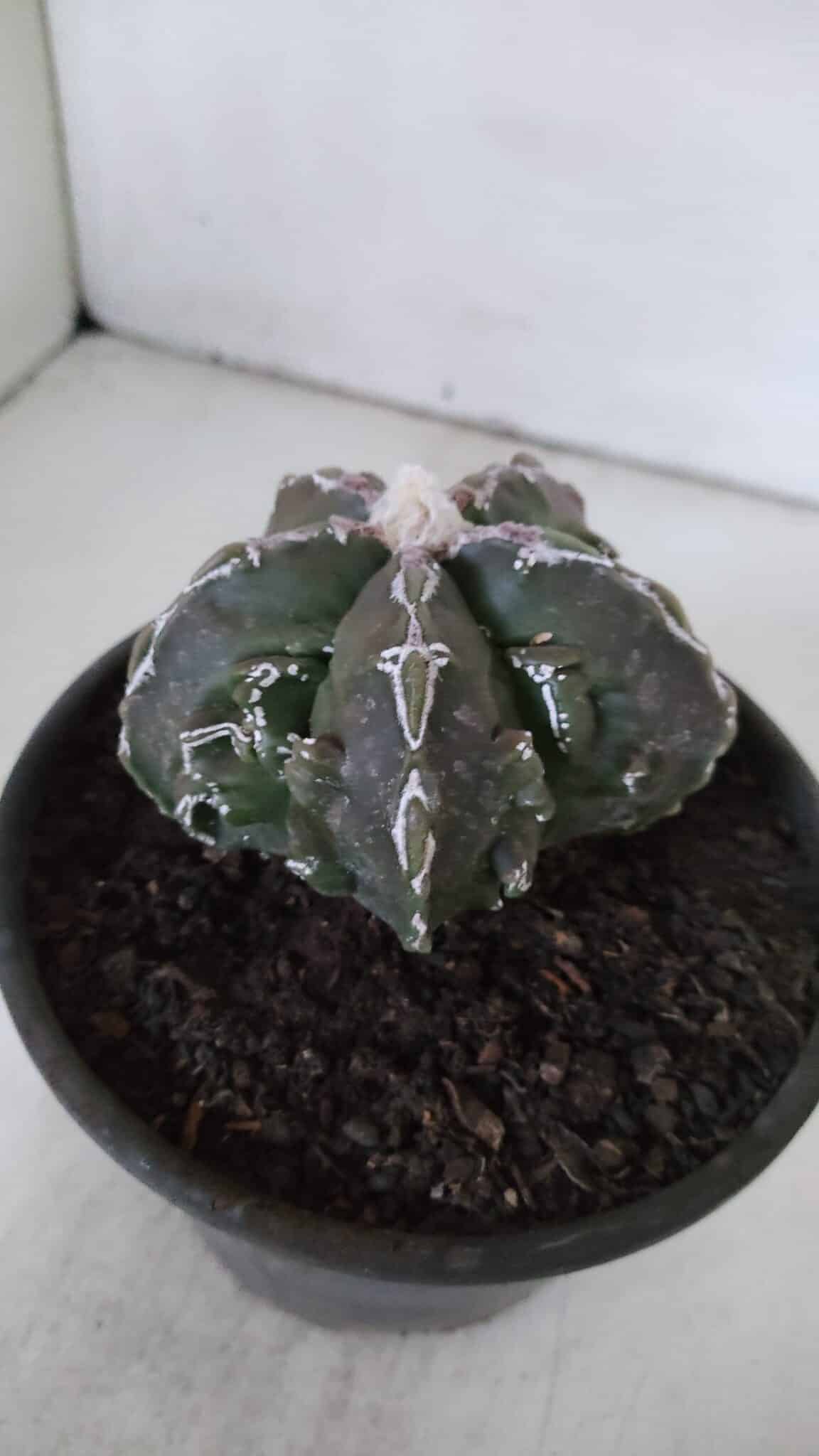 ASTROPHYTUM MYRIOSTIGMA cv FUKURYU  Nº 959 – vaso 15
