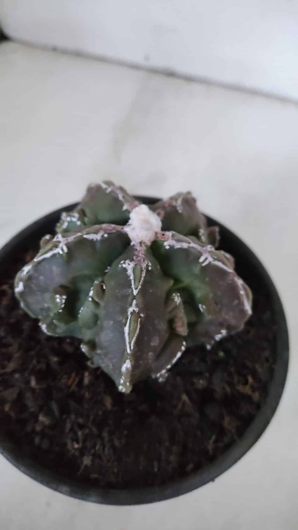 ASTROPHYTUM MYRIOSTIGMA cv FUKURYU  Nº 959 – vaso 15