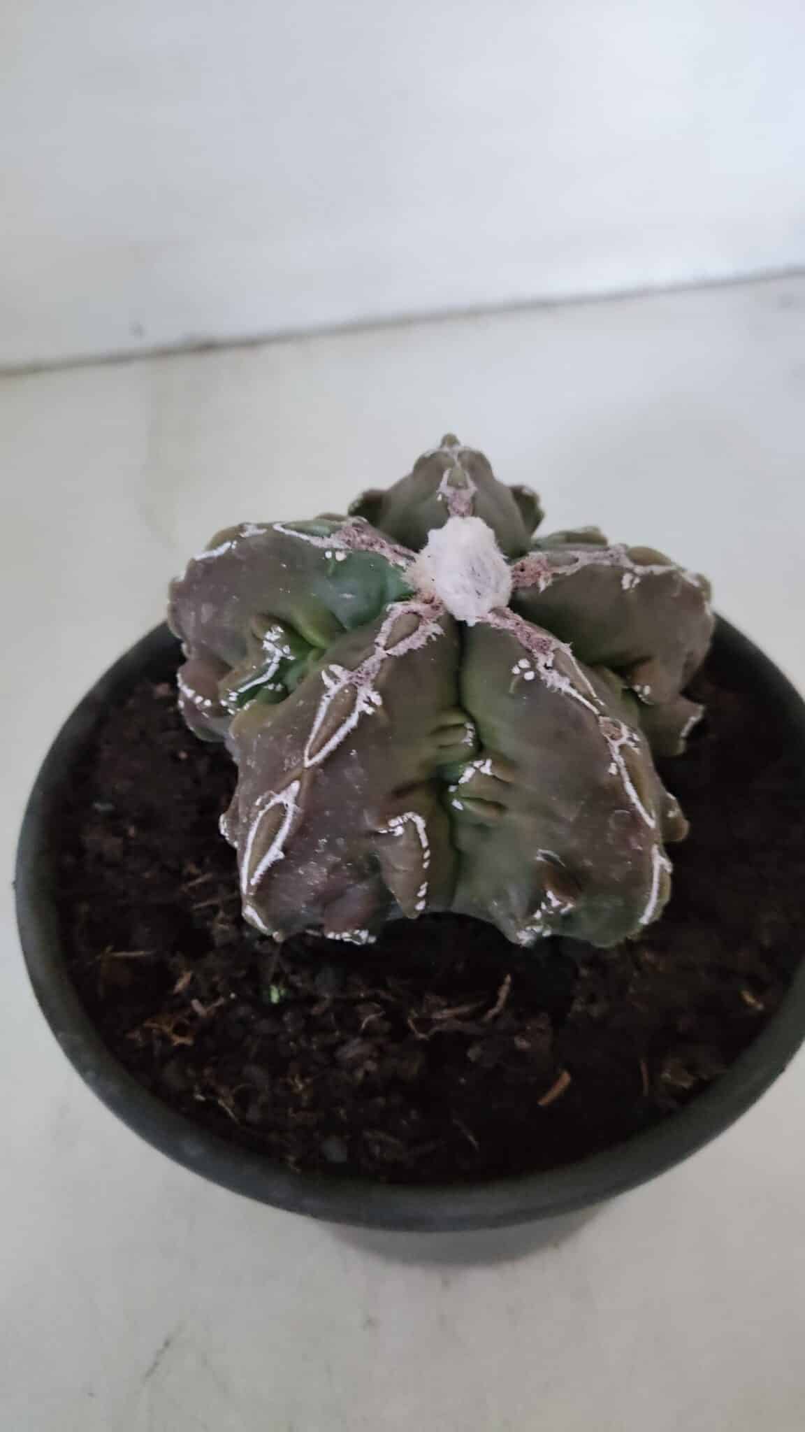ASTROPHYTUM MYRIOSTIGMA cv FUKURYU  Nº 959 – vaso 15
