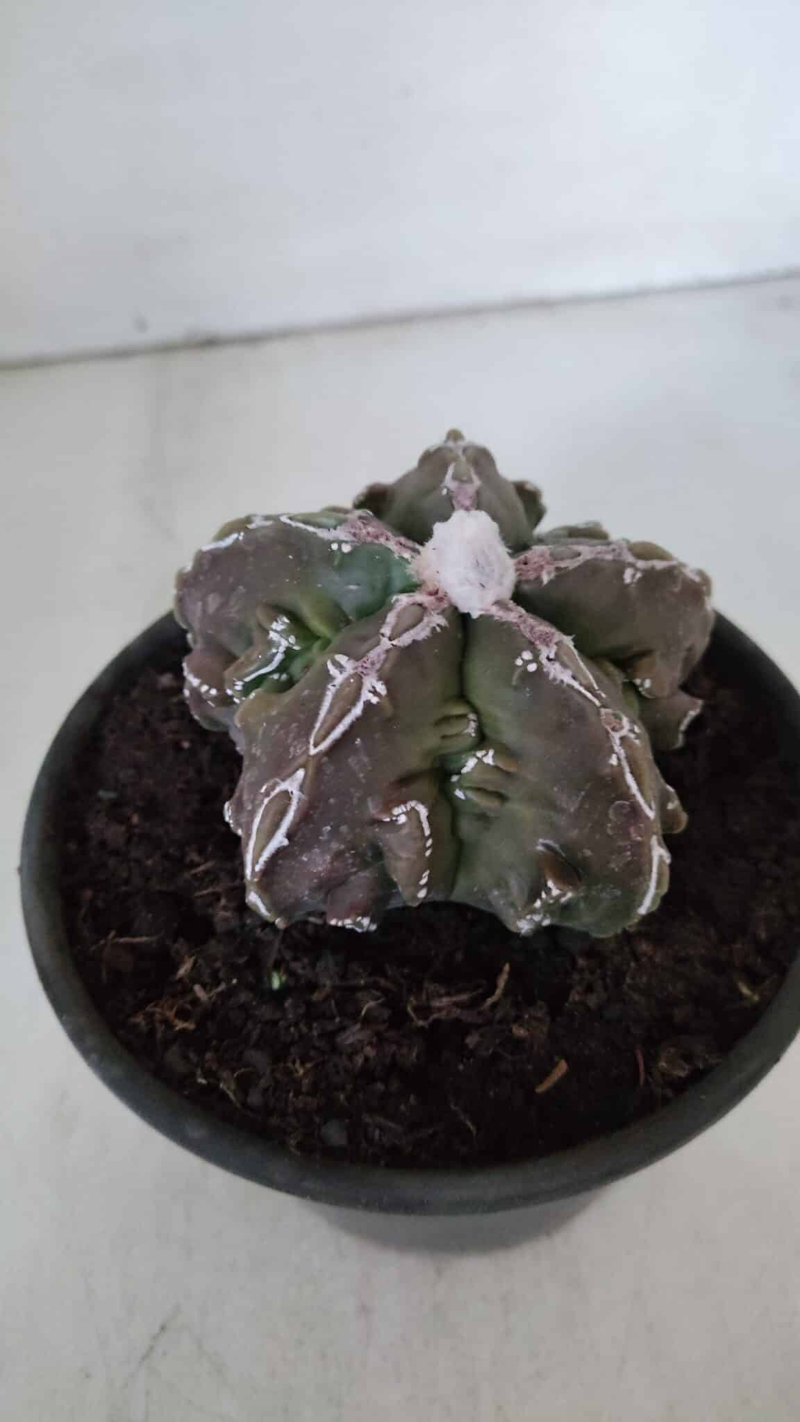 ASTROPHYTUM MYRIOSTIGMA cv FUKURYU  Nº 959 – vaso 15