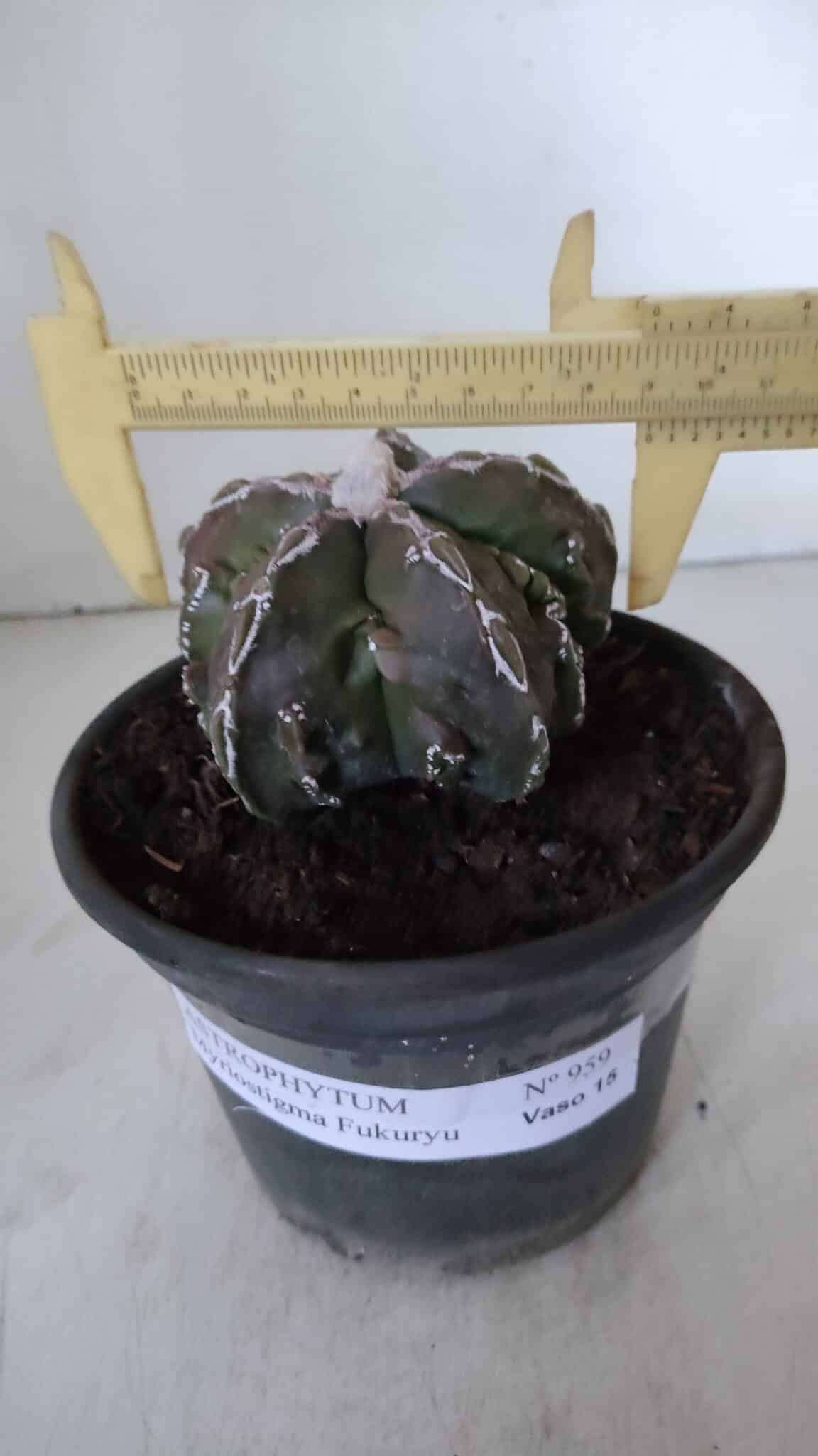 ASTROPHYTUM MYRIOSTIGMA cv FUKURYU  Nº 959 – vaso 15