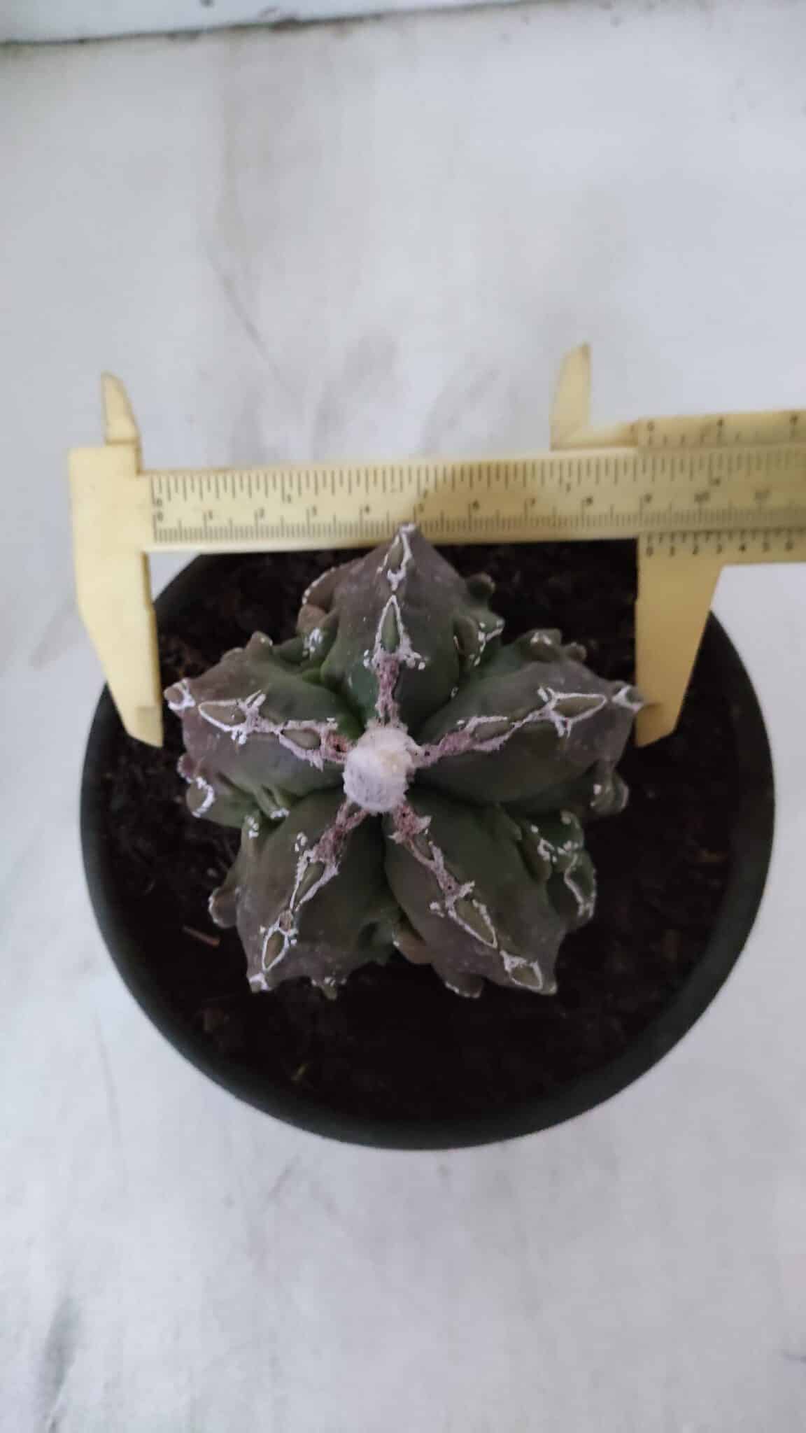 ASTROPHYTUM MYRIOSTIGMA cv FUKURYU  Nº 959 – vaso 15