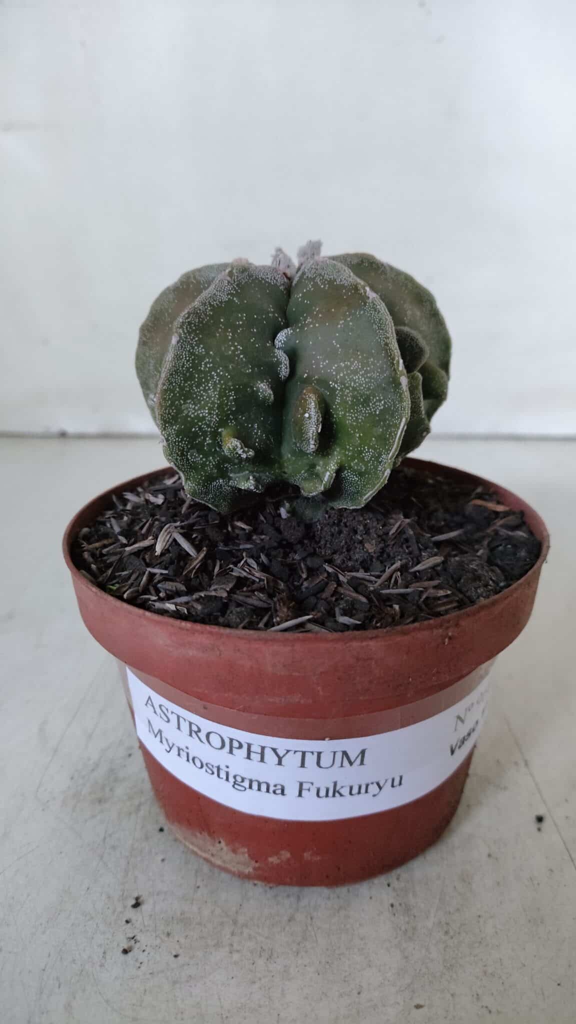 ASTROPHYTUM MYRIOSTIGMA cv FUKURYU  Nº 960 – vaso 11
