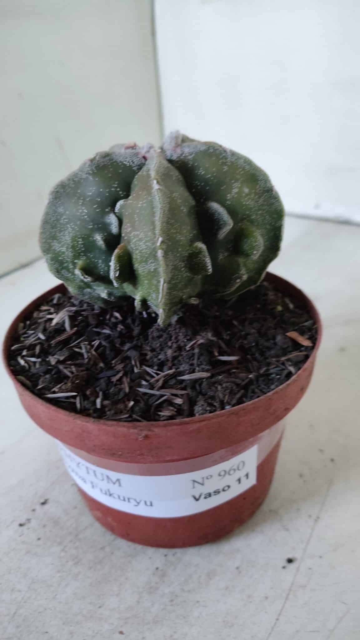 ASTROPHYTUM MYRIOSTIGMA cv FUKURYU  Nº 960 – vaso 11