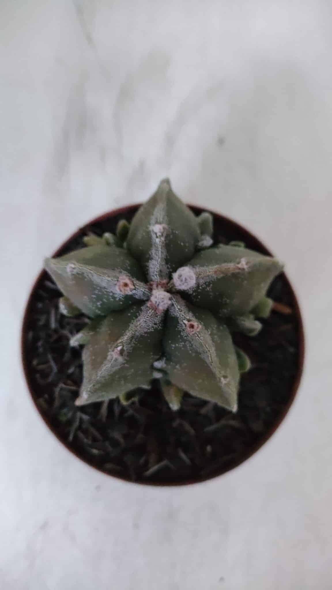 ASTROPHYTUM MYRIOSTIGMA cv FUKURYU  Nº 960 – vaso 11