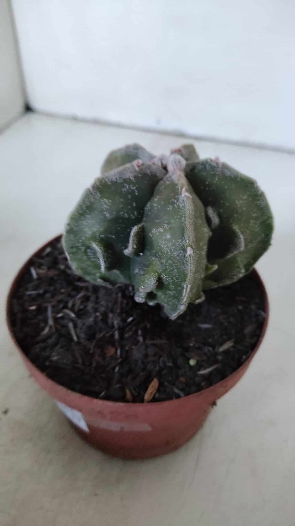 ASTROPHYTUM MYRIOSTIGMA cv FUKURYU  Nº 960 – vaso 11