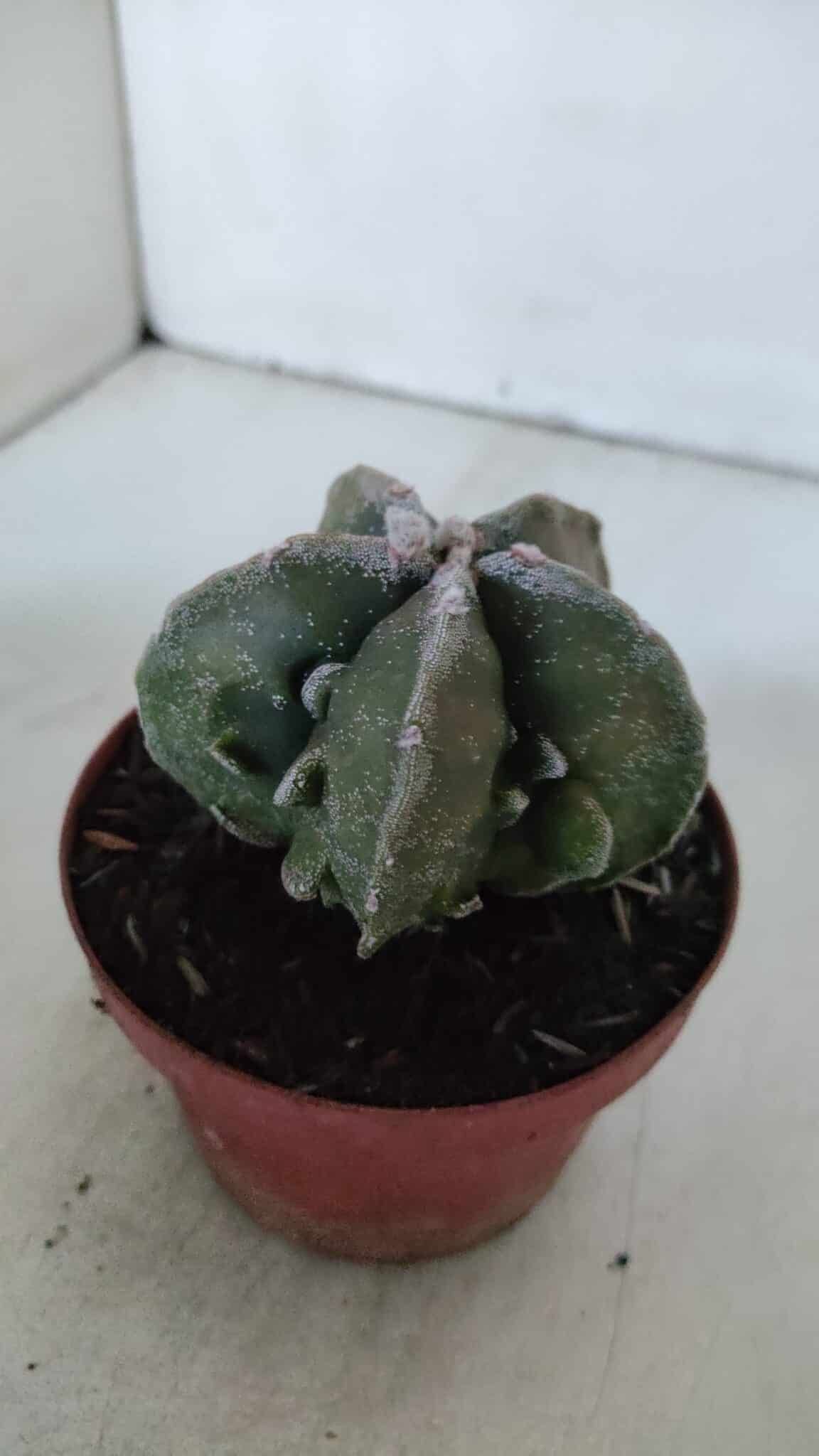 ASTROPHYTUM MYRIOSTIGMA cv FUKURYU  Nº 960 – vaso 11