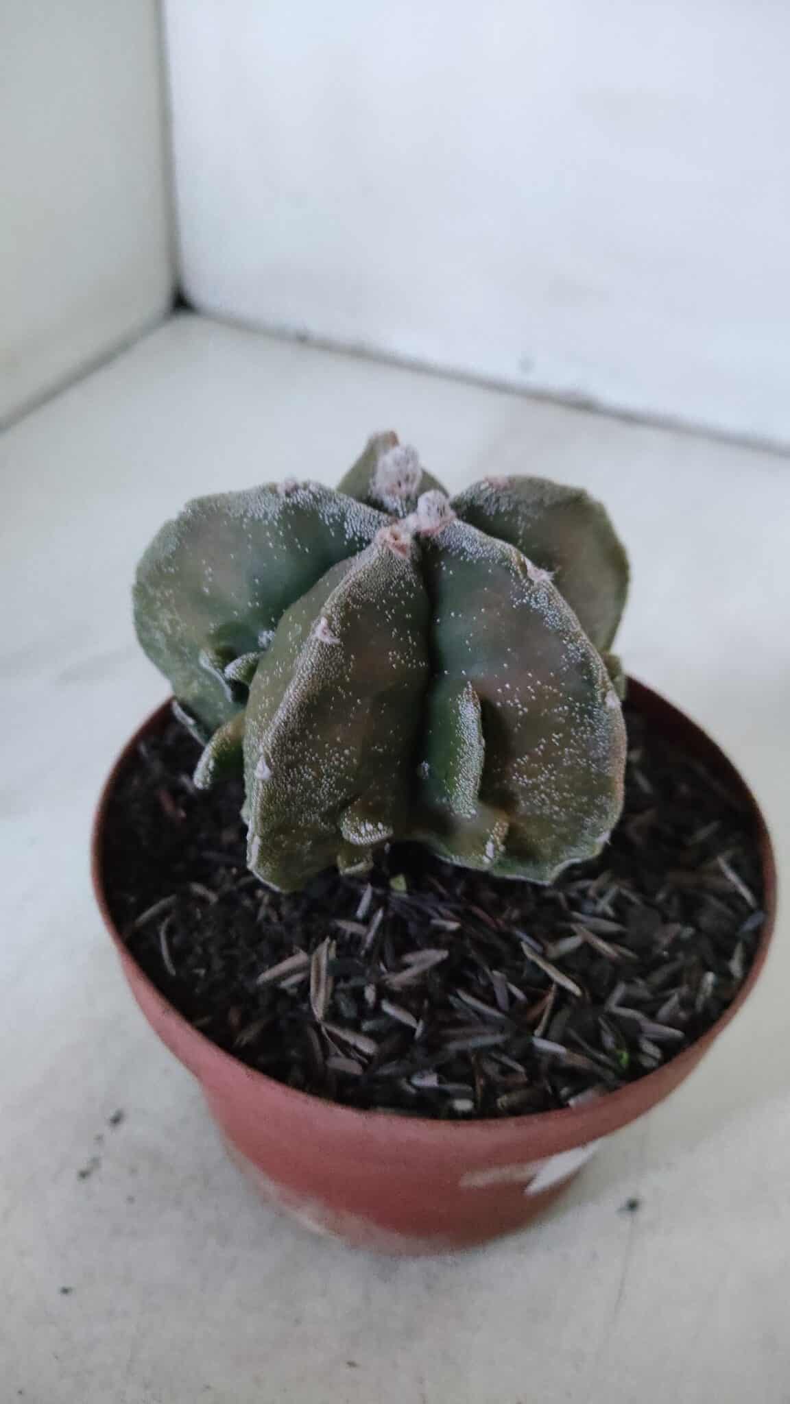 ASTROPHYTUM MYRIOSTIGMA cv FUKURYU  Nº 960 – vaso 11