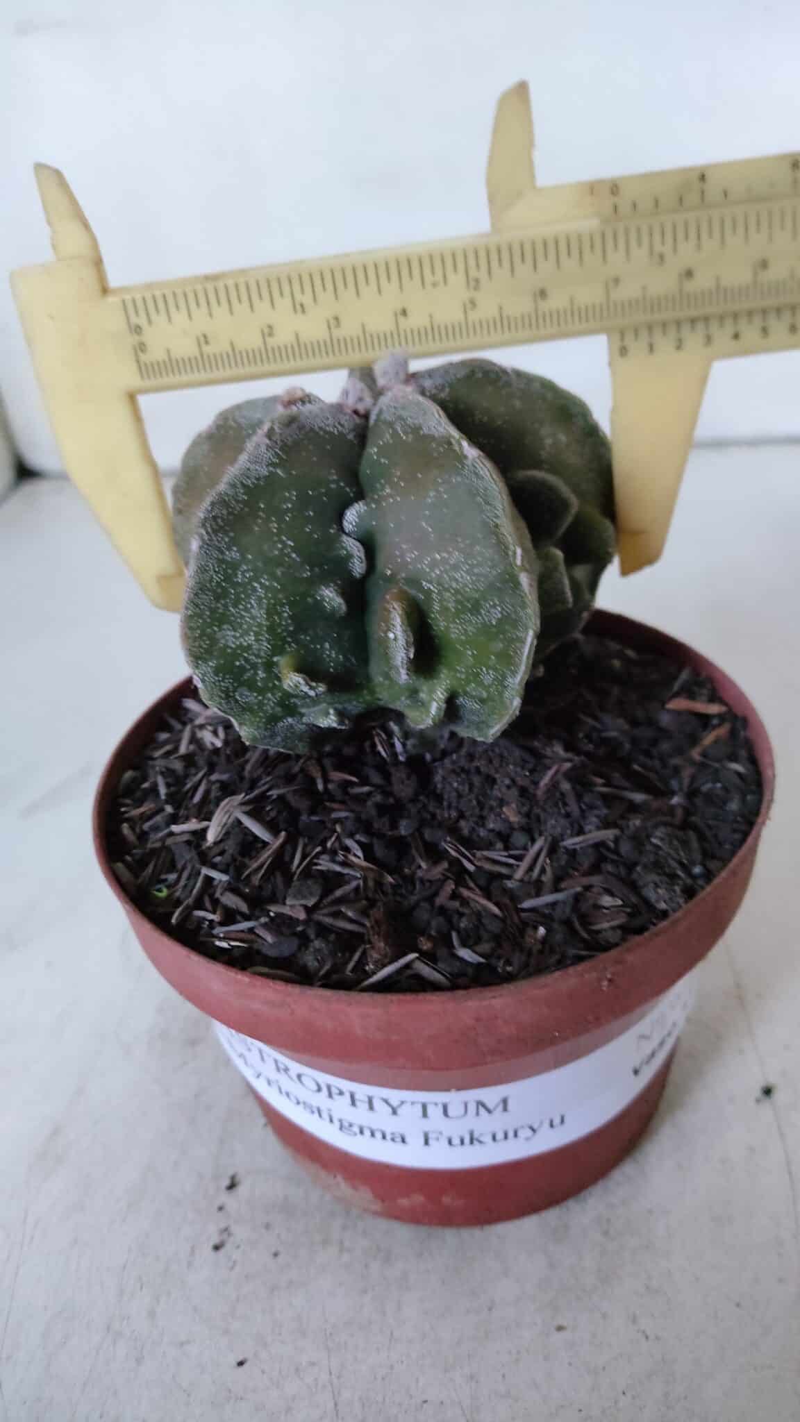 ASTROPHYTUM MYRIOSTIGMA cv FUKURYU  Nº 960 – vaso 11