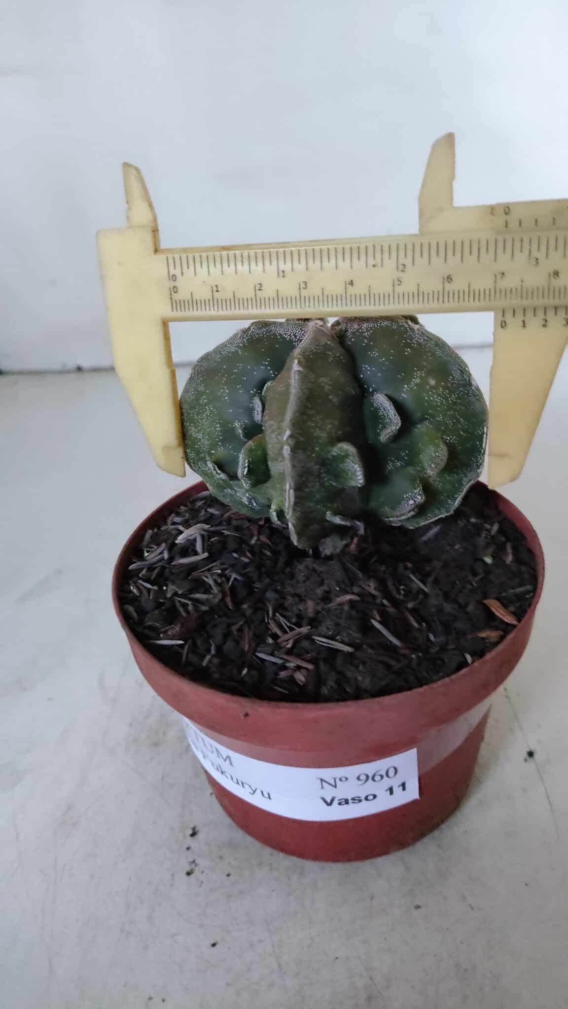 ASTROPHYTUM MYRIOSTIGMA cv FUKURYU  Nº 960 – vaso 11