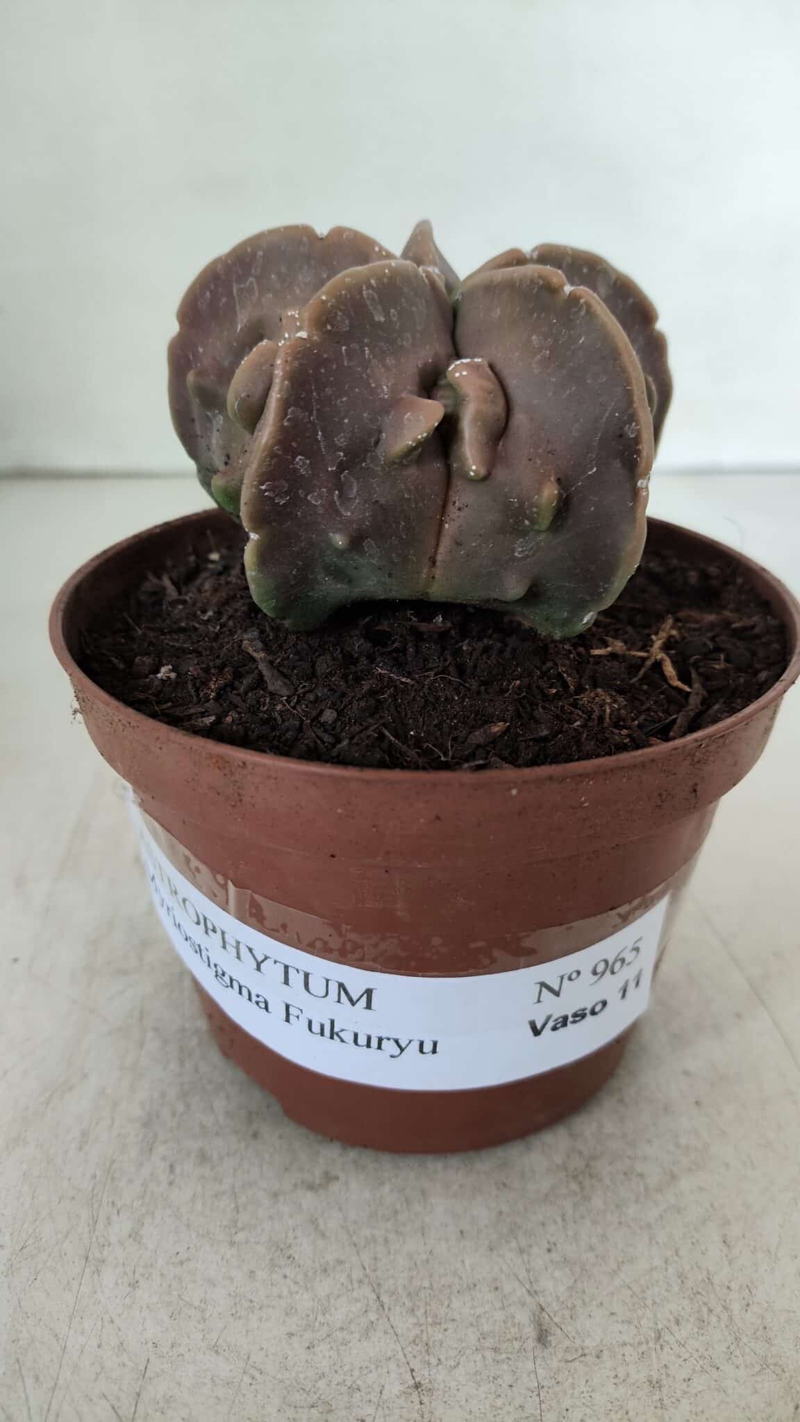 ASTROPHYTUM MYRIOSTIGMA cv FUKURYU  Nº 965 – vaso 11