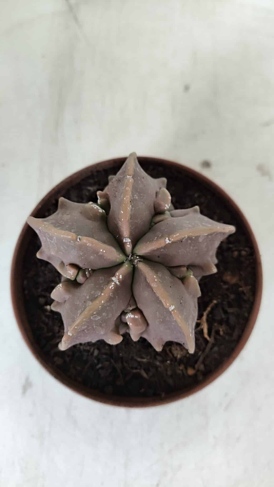 ASTROPHYTUM MYRIOSTIGMA cv FUKURYU  Nº 965 – vaso 11