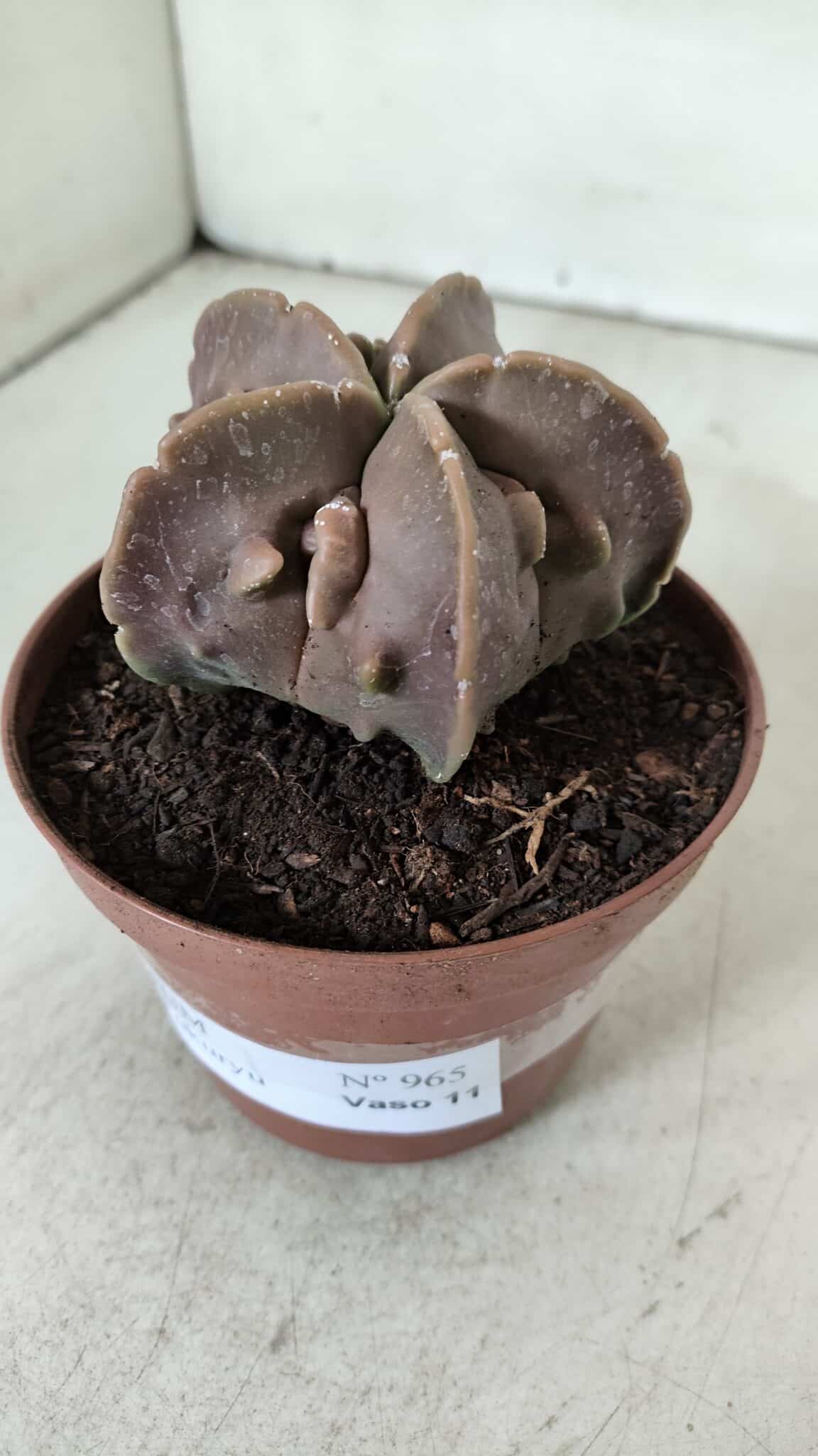 ASTROPHYTUM MYRIOSTIGMA cv FUKURYU  Nº 965 – vaso 11