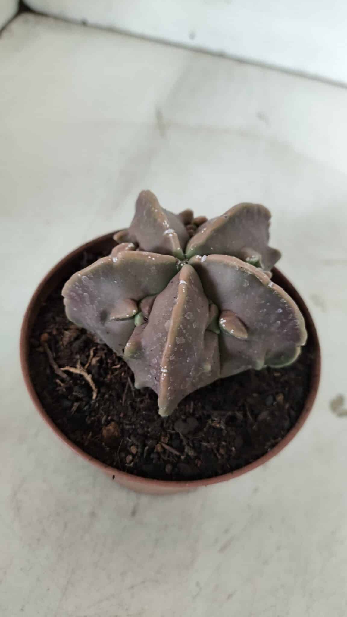 ASTROPHYTUM MYRIOSTIGMA cv FUKURYU  Nº 965 – vaso 11