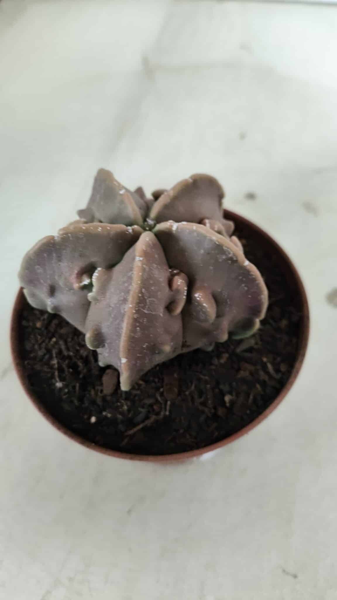 ASTROPHYTUM MYRIOSTIGMA cv FUKURYU  Nº 965 – vaso 11