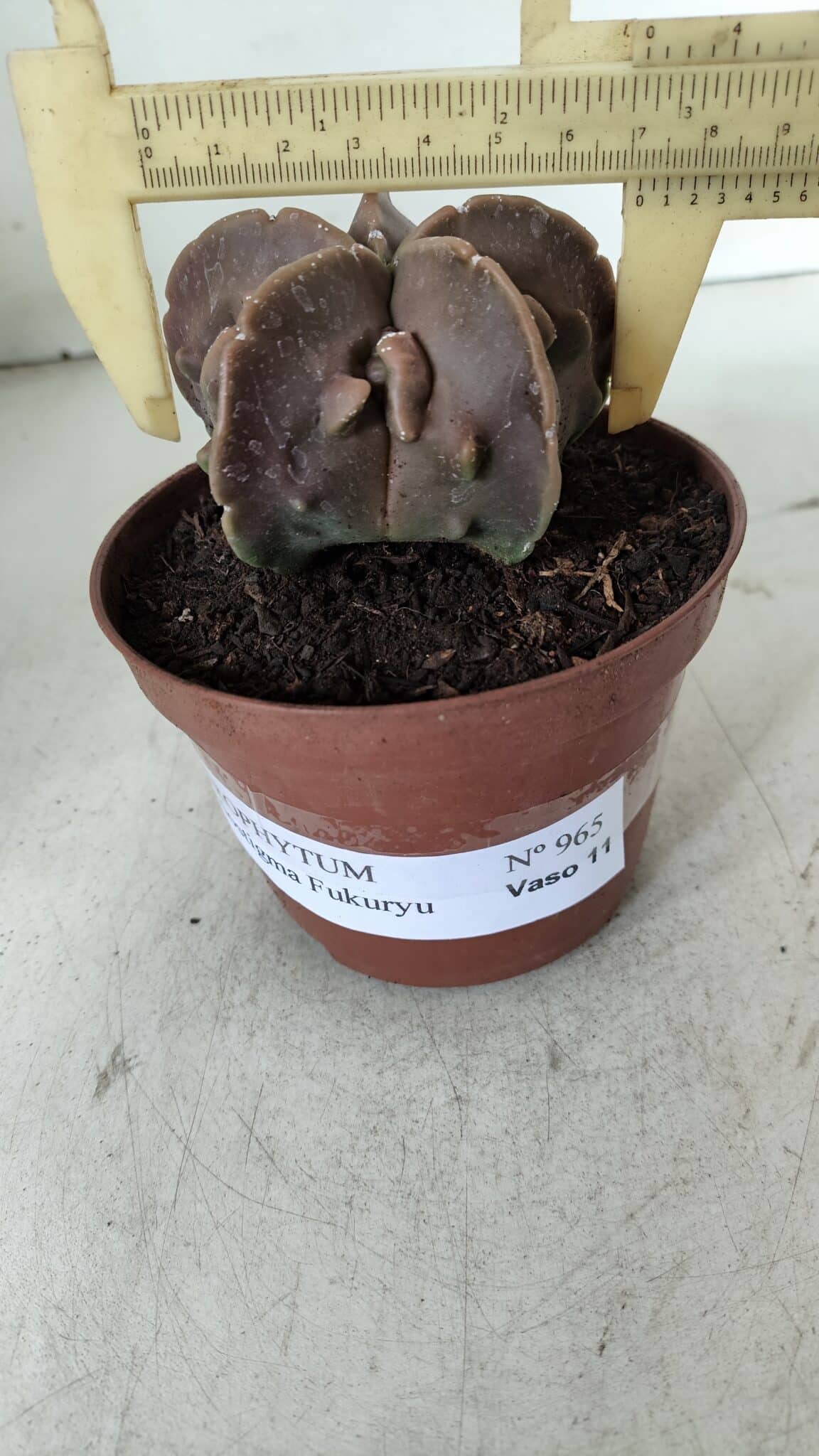 ASTROPHYTUM MYRIOSTIGMA cv FUKURYU  Nº 965 – vaso 11