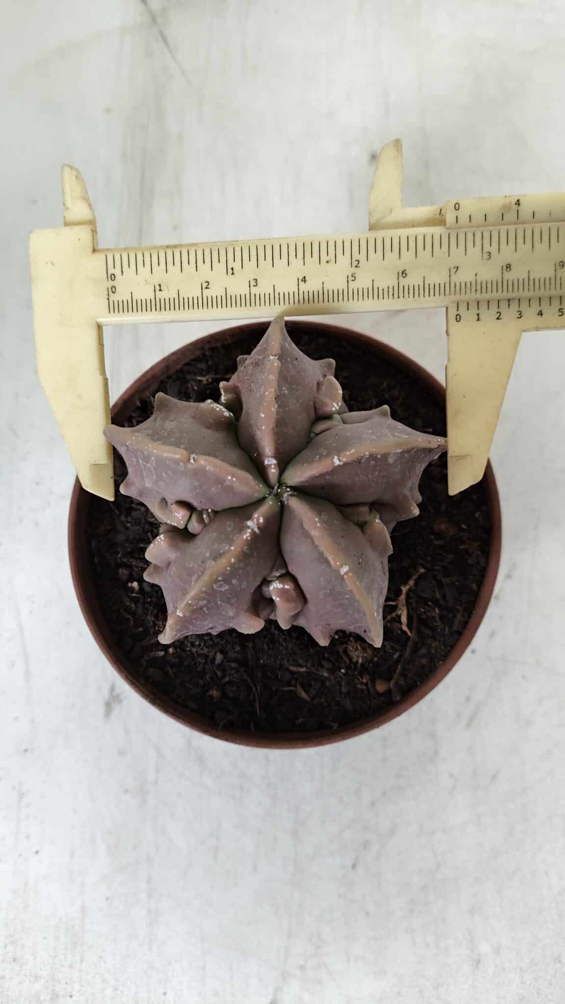 ASTROPHYTUM MYRIOSTIGMA cv FUKURYU  Nº 965 – vaso 11