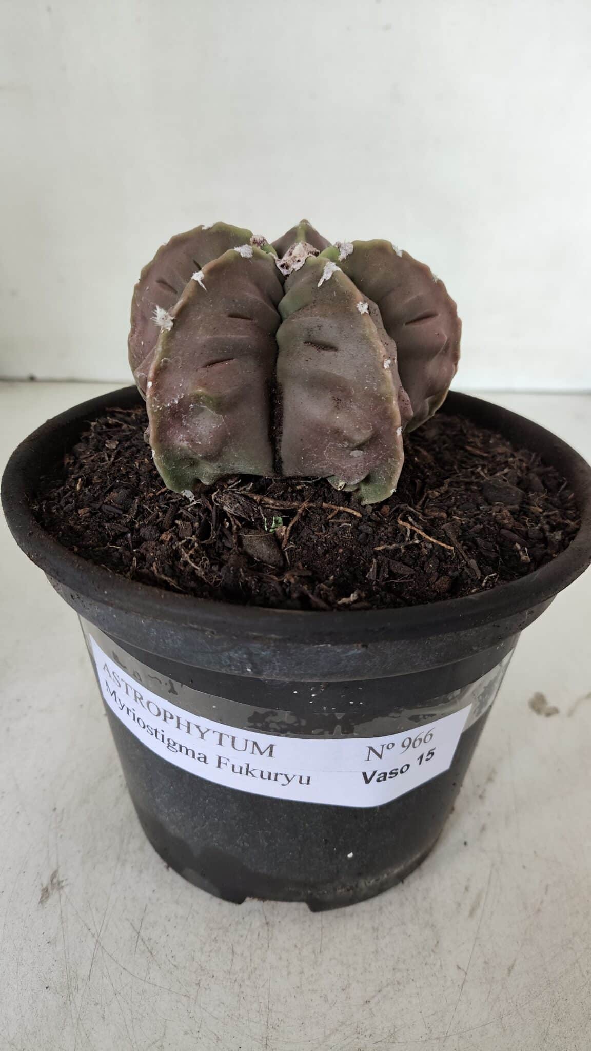 ASTROPHYTUM MYRIOSTIGMA cv FUKURYU  Nº 966 – vaso 15