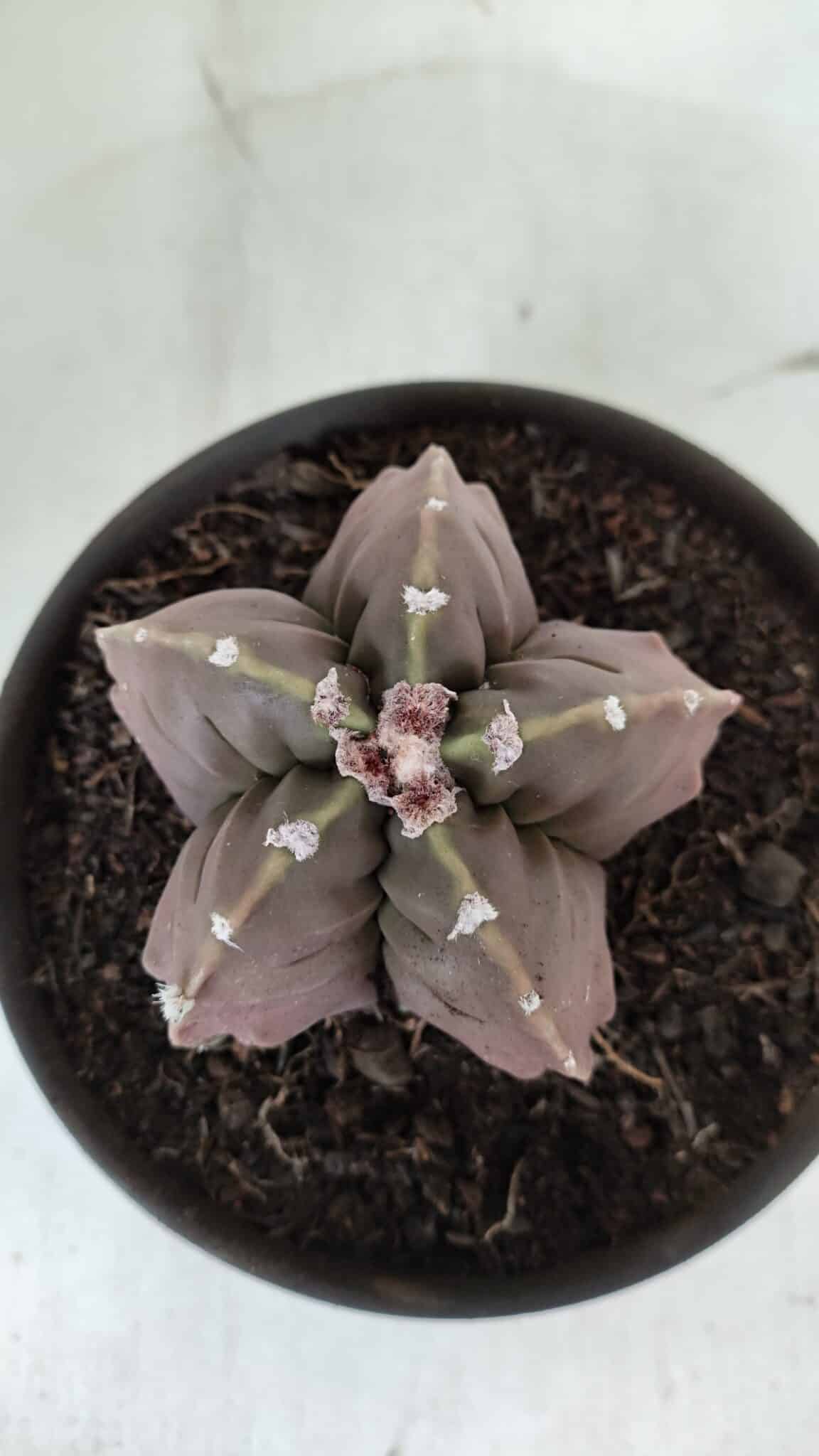 ASTROPHYTUM MYRIOSTIGMA cv FUKURYU  Nº 966 – vaso 15