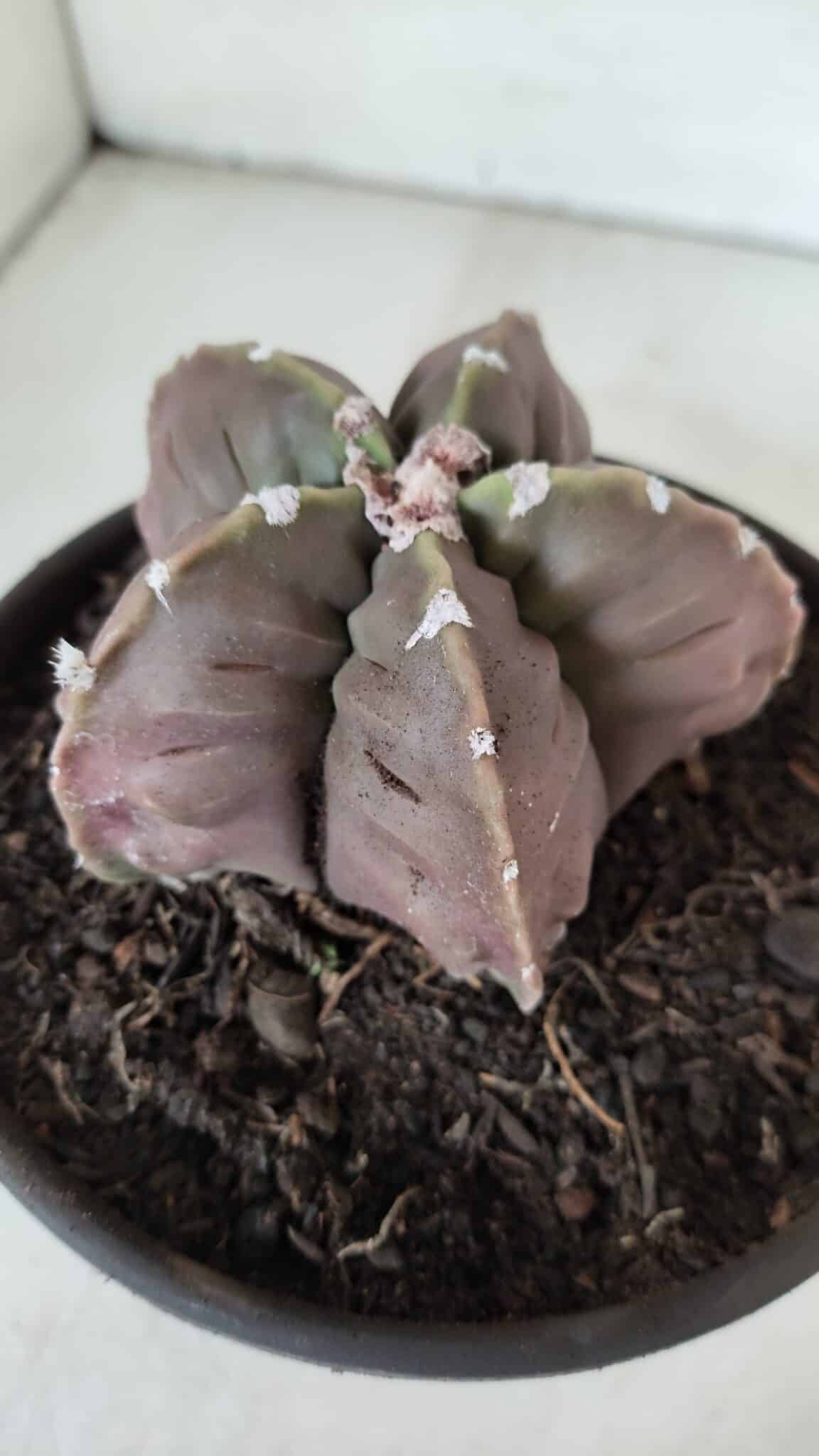 ASTROPHYTUM MYRIOSTIGMA cv FUKURYU  Nº 966 – vaso 15