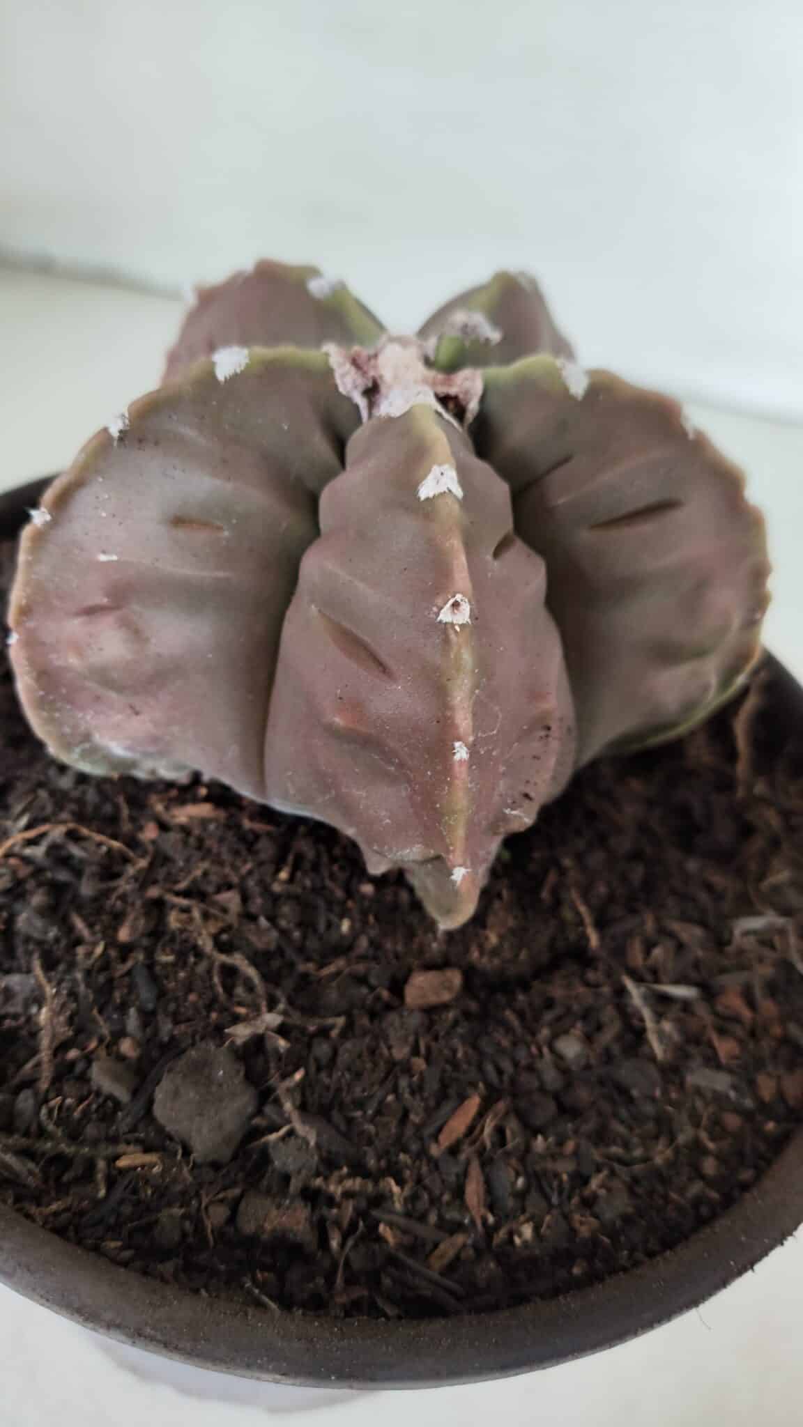 ASTROPHYTUM MYRIOSTIGMA cv FUKURYU  Nº 966 – vaso 15
